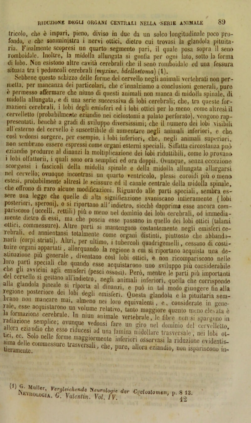 tricolo, dm è impari, pieno, diviso in due da un solco longitudinale poco pro- fondo, e che somministra i nervi ottici, dietro cui trovasi la glandola pituita- ria. Finalmente scopresi un quarto segmento pari, il quale posa sopra il seno romboidale. Inoltre, la midolla allungata si gonfia per ogni lato, sotto la l'orma di lobo. Non esistono altre cavità cerebrali che il seno romboidale ed una fessura situala tra i peduncoli cerebrali (myxine. bdellostoma) (l). Sebbene questo schizzo delle forme del cervello negli animali vertebrati non per- metta, per mancanza dei particolari, che c'innalziamo a conclusioni generali, pure è permesso affermare che niuno di questi animali non manca di midolla spinale, di midolla allungata, e di una serie successiva di lobi cerebrali; che, tra queste for- mazioni cerebrali, i lobi degli emisferi ed i lobi ottici per lo meno, come altresì il cervelletto (probabilmente eziandio nei ciclostomi a palalo perforato), vengono rap- presentali, benché a gradi di sviluppo diversissimi; che il numero dei lobi visibili all esterno del cervello è suscettibile di aumentare negli animali inferiori, e che. così vedonsi sorgere, per esempio, i tubi inferiori, che, negli animali superiori, non sembrano essere espressi come organi esterni speciali. Siffatta circostanza può eziandio produrre al dinanzi la moltiplicazione dei lobi ridultibili, come lo provano i lobi oliatimi, i quali sono ora semplici ed ora doppii. Ovunque, senza eccezione scorgonsi i fascicoli della midolla spinale e della midolla allungata allargarsi nel cervello; ovunque incontrasi un quarto ventricolo, plessi coroidi più o meno estesi, piobabilmente altresì le scissure ed il canale centrale della midolla spinale, clic oliiono di raro alcune modificazioni. Riguardo alle parti speciali, sembra es- sere una legge che quelle di alta significazione svaniscano intieramente ( lobi posici 1011, speroni), o si riportano all’indietro, sicché dapprima esse ancora com- pai iscono (uccelli, rettili) più o meno nel dominio dei lobi cerebrali, od imiuedia- meute dietro di essi, ma che poscia esse passano in quello dei lobi ottici (talami 0 iu. commessure). Altre parti si mantengono costantemente negli emisferi ce- JL ,ra,1, , . anmentansi totalmente come organi distinti, piuttosto che abbando- ni i (coi pi s nati). Alili, per ultimo, i tubercoli quadrigemelli, cessano di costi - mre organi appaltati, allorquando la regione a cui si riportano acquista una de- P1U »t'neij*lt5. diventano così lobi ottici, e non ricompariscono nelle 1 ili a sPec!a 1 c*le quando esse acquistarono uno sviluppo più considerabile del ccrvclln en-Sfeiri (peSC‘ 0ss0'sl): Però> mentre le Parì* P'ù importanti all) ffiandnli n \ ° 3 1?,i,etro» neglt animali inferiori, quella che corrisponde dinanzi' e Può in tal modo giungere fin alla Lrf m rnrn !ob\deg‘ emisfen- Questa glandola e la pituitaria sem- « 31’ uln!eno nei 1010 equivalenti, e. considerate in gene- a fonnamneqT^ahT,|° “’i V0,.urae relalivo> ta,Uo ma§giore quanto meno elei ala è radhÌnnT«,„nivb  nmn anlmale vertebrale, le fibre non si spargono in allora eziandìo v.ed(!lls‘ lare un »'ro el dominio del cervelletto, tici ec Solo nefie ad una ,amina r,lilJollal'e trasversale, nei lobi ot- 'jri’ a ii nelle forrae lliaggiormente inferiori osservasi la riduzione evidente s.«emec“m,cssure uas'cm>‘’ ^ L!luller’ Verghichende Neurologie dar Nlvrologia. G. Vatcntiu. Voi. IV. Ciiclostomen, p. 8 13. 42