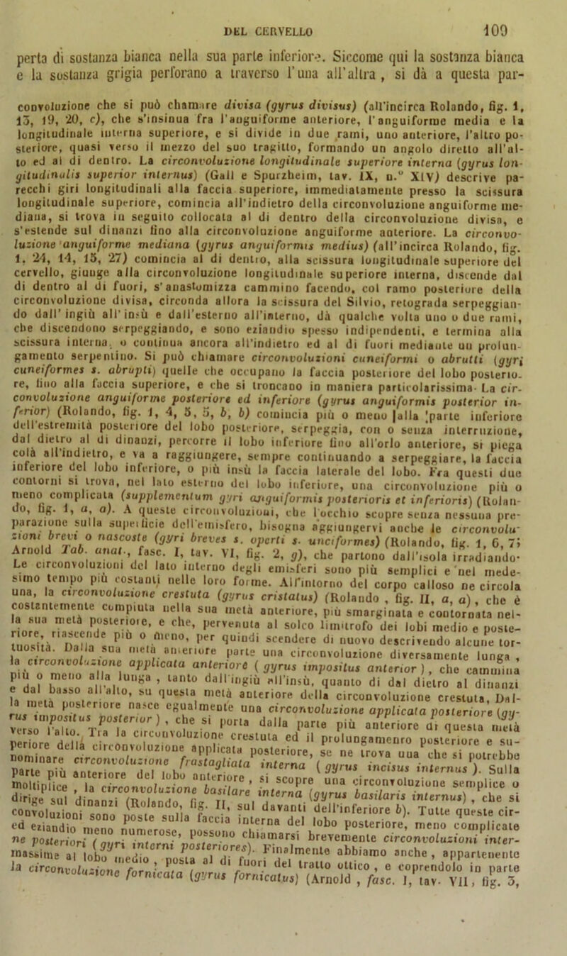 perta di sostanza bianca nella sua parte inferiore. Siccome qui la sostanza bianca e la sostanza grigia perforano a traverso l’una all’altra , si dà a questa par- coDVoluzione che si può chamire divisa (gyrus divisus) (all'incirca Rolando, fig. 1, 13, 19, 20, c), che s’insinua fra l’anguiforme anteriore, l’anguiforme media e la longitudinale interna superiore, e si divide in due rami, uno anteriore, l’altro po- steriore, quasi verso il mezzo del suo tragitto, formando un angolo diretto all’al- to ed al di dentro. La circonvoluzione longitudinale superiore interna (gyrus loti- gitudinulis superior internus) (Gali e Spurzheiin, tav. IX, n.” XlY) descrive pa- recchi giri longiludinuli alla faccia superiore, immediatamente presso la scissura longitudinale superiore, comincia all’indietro della circonvoluzione anguiforme me- diana, si trova in seguilo collocata al di dentro della circonvoluzione divisa, e s’estende sul dinanzi lino alla circonvoluzione anguiforme anteriore. La circonvo- luzione anguiforme mediana (gyrus anguiforme medius) (alt’incirca Rolando, fig. 1. 24, i4, 15, 27) comincia al di dentio, alla scissura longitudinale superiore del cervello, giunge alla circonvoluzione longitudinale superiore interna, discende dal di dentro al di fuori, s'anastomizza cammino facendo, col ramo posteriore della circonvoluzione divisa, circonda allora la scissura del Silvio, retograda serpeggian- do dall’ingiù all’ insù e dall’esterno al l’interno, da qualche volta uno o due rami, che discendono serpeggiando, e sono eziandio spesso indipendenti, e termina alla scissura inteina. o continua ancora all’indietro ed al di fuori mediante un prolun- gamento serpentino. Si può chiamare circonuoluztom cuneiformi o abrutli (gyri cuneifurmes s. abrupti) quelle che occupano la faccia posteriore del lobo posterio- re, lino alla faccia superiore, e che si troncano in maniera particolarissima- La cir- convoluzione anguiforme posteriore ed inferiore (gyrus anguiformis posterior in- furiar) (Rolando, fig. 1, 4, 5,5, b, b) comincia più o meno falla |parte inferiore dell estremità posteriore del lobo posteriore, serpeggia, con o senza interruzione, iìii15° i3 dl d'na02'’ percorre il lobo inferiore lino all’orlo anteriore, si piega cola alrindietro, e va a raggiungere, sempre continuando a serpeggiare, la faccia inferiore del lobo inferiore, o più in.-ù la faccia laterale del lobo. Fra questi due contorni si trova, nel lato esterno del lobo inferiore, una circonvoluzione più o meno complicata (supplemcntum gyri ajiguifonnis posterioris et inferiori}) (Rolan- io, fig. , a, a). A queste circonvoluzioni, che l’occhio scopre senza nessuna pre- parazione sulla supeilicie dell’emisfero, bisogna aggiungervi anche le circonvolu- zioni brevi o nascoste (gyri breves s. vpcrti s. unciformes) (Rolando, fig. 1, 6,75 Arnold ab. urial., fase. I, tav. VI, fig. 2, g), che partono dall’isola irradiando- Le circonvoluzioni del lato interno degli emisferi sono più semplici e nel mede- simo tempo piu costanti nelle loro forme. All'intorno del corpo calloso ne circola una, la circonvoluzione crestuta (gyrus cristalus) (Rolando , fig. II, a, a) , che è l» ™ ZU n CumpiUU “el'a sua metà anteriore, più smarginata e contornata nel- la sua metà pusienoie, e che, pervenuta al solco limitrofo dei lobi medio e poste- In rlrrnnrn - r 8u.er.ore parte una circonvoluzione diversamente lunga, a circoniolu. one applicata anteriore ( gyrus imposilus anterwr ), che cammina e dal* h«e*n aliMi UI*8* ’ la“t0 daH l,l^iù 'insù- quanto di dal dietro al dinanzi e dal basso all alto, su questa meta anteriore della circonvoluzione crestuta Dal- la mela posteriore nasce egualmente una circonvoluzione applicata posteriore (qu- convnl„Ii„ • (Rolando, lig. II, su| davanti dell’inferiore 6). Tutte queste cir- cdenS 'r P°Sle SulU faccia del lobo posteriore, meno «Bi ne C!“amarSÌ br«>'e«“ente circonvoluzionUnter- inassime al lobo medio nofta ni Finalmente abbiamo aiiche , appartenente la Circonvoluzione fornì-nn t <r JU°T- de lraUo “Rico , e coprendolo in parte