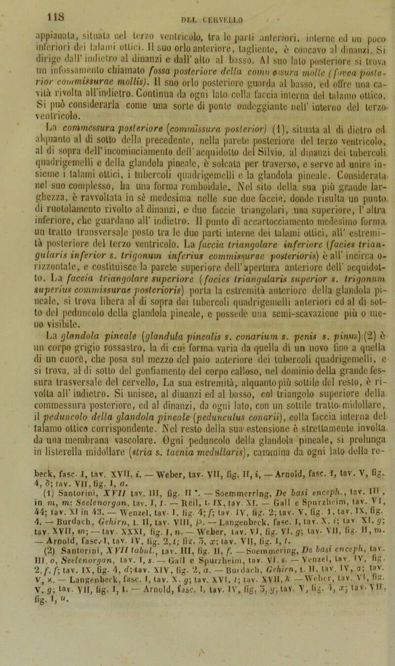 OliL CERVELLO appianala, situata nel terzo ventricolo, tra le parli .anteriori, interne ed un poco intcriori dei talami ottici. Il suo orlo anteriore, tagliente, è concavo al dinanzi. Si dirige dall’indietro al dinanzi e dall'alto al basso. Al suo lato posteriore si trova un infossamento chiamato fossa posteriore della coniti eisura molle (fovea poste - rior commissurac mollis). Il suo orlo posteriore guarda al basso, ed offre una ca- vità rivolta all indietro. Continua da ogni lato colla faccia interna ìlei talamo ottico. Si può considerarla come una sorte di ponte ondeggiante nell' interno del terzo ventricolo. La commessura posteriore (commissura poslerior) (1), situata al di dietro ed alquanto al di sotto della precedente, nella parete posteriore del terzo ventricolo, al di sopra dell’ incominciarnento deH’acquidotto del Silvio, al dinanzi dei tubercoli quadrigemclli e della glandola pineale, è solcata per traverso, e serve ad unire in- sieme i talami ottici, i tubercoli quadrigemelli e. la glandola pineale. Considerala nel suo complesso, ha una forma romboidale» Nel sito della, sua più grande lar- ghezza, è ravvoltala in sè medesima nelle sue due Caccio, donde risulta un punto di ruotolamento rivolto al dinanzi, c due faccio triangolari, una superiore, l’altra inferiore, che guardano all’ indietro. Il punto di accartocciamento medesimo forma un tratto transversalc posto tra le due parti interne dei talami ottici, all’ estremi- tà posteriore del terzo ventricolo. La faccia triangolare inferiore (facies trian- gularis inferior s. trigonuin inferius commissurae posteriori») è all' incirca o- rizzontalc, e costituisce la parete superiore dell’apertura anteriore dell’ acquat- to. La faccia triangolare superiore (facies triangularis supcrior s. trigonuin superius commissurae posteriore) porta la estremità anteriore della glandola pi- neale, si trova libera al di sopra dei tubercoli quadrigemclli anteriori ed al di sot- to del peduncolo della glandola pineale, c possedè una semi-scavazione più o me- no visibile. La glandola pineale (gianduia pinealis s. conarium s. penis s. pinus) (2) ò un corpo grigio rossastro, la di cui forma, varia da quella di un uovo lino a quella di un cuore, che posa sul mezzo del paio anteriore dei tubercoli quadrigemclli. c si trova, al di sotto del gonfiamento del corpo calloso, nel dominio della grande fes- sura trasversale del cervello, La sua estremità, alquanto più sottile del resto, è ri- volta all’ indietro. Si unisce, al dinanzi ed al basso, col triangolo supcriore della commessura posteriore, ed al dinanzi, da ogni lato, con un sottile tratto midollare, il peduncolo della glandola pineale (pedunculus coliarli), eolia faccia interna del talamo ottico corrispondente. Nel resto della sua estensione è strettamente involta da una membrana vascolare. Ogni peduncolo della glandola pineale, si prolunga in lislerella midollare (slria s. tacnia medullaris), cammina da ogni lato della re- beck, fase- I, tnv. XVII, i. — Weber, tav- VII, fig. II, t, — Arnold, fase, f, tav. V, fig. 4, 8; iav. VII, fig. I, a. (1) Sanlorini, XVII tav. Ili, fig. II *. —Soemmerring, De basi encaph., lav. HI , in m, ni: Scelenorgati. lav. I, /. — Reil, t. IX. tav. XI. — Gali e Spurzheim, lav. VI, 44; tav. XI in 43. — Wenzel, lav- I. lig. 4; f, tav IV, fig. 2; tav- V, fig 1, lav. IX. fig. 4. — Burdach, Gehirn, t. Il, tav- Vili, P. — Langenbeck. fase. I, tav. X. i; tav XI, <7; tav- XVH, ni; — tav-XXXI, fig. I,n. — Weber, lav. VI, fig. VI, g\ tav-VII, fig- H,n*. — Arnold, fasori, tav. IV, fig. 2, l; fig. 3, x\ lav. VII, fig. I, <• (2) Sanlorini, XVII tabul., tav. IH, fig. II, f. —fioeinmcring, Da basi cnceph, tav. HI.o, Sctlenorgon, lav. I, s. — Gali e Spur/heini, tav. VI. 6- —Venzel, lav. IV, fig. 2,f, f; tav. IX, fig. 4, fi; tav. XIV, lig. 2, a. — Bui ilari), Gehirn, t. Il, tav. IV, a; tav. v, k. — Langenbeck, fase. I, tav. X, g; lav. XVI, <; tav. XVII, A — Weber, tav. \ 1, ng. V, <?; tav. VII, fig. I, t. — Arnold, fase. I, tav. IV, fig, 3, g\ tav. V, fig. ì, x; tav- VU, fig. I, u. i \