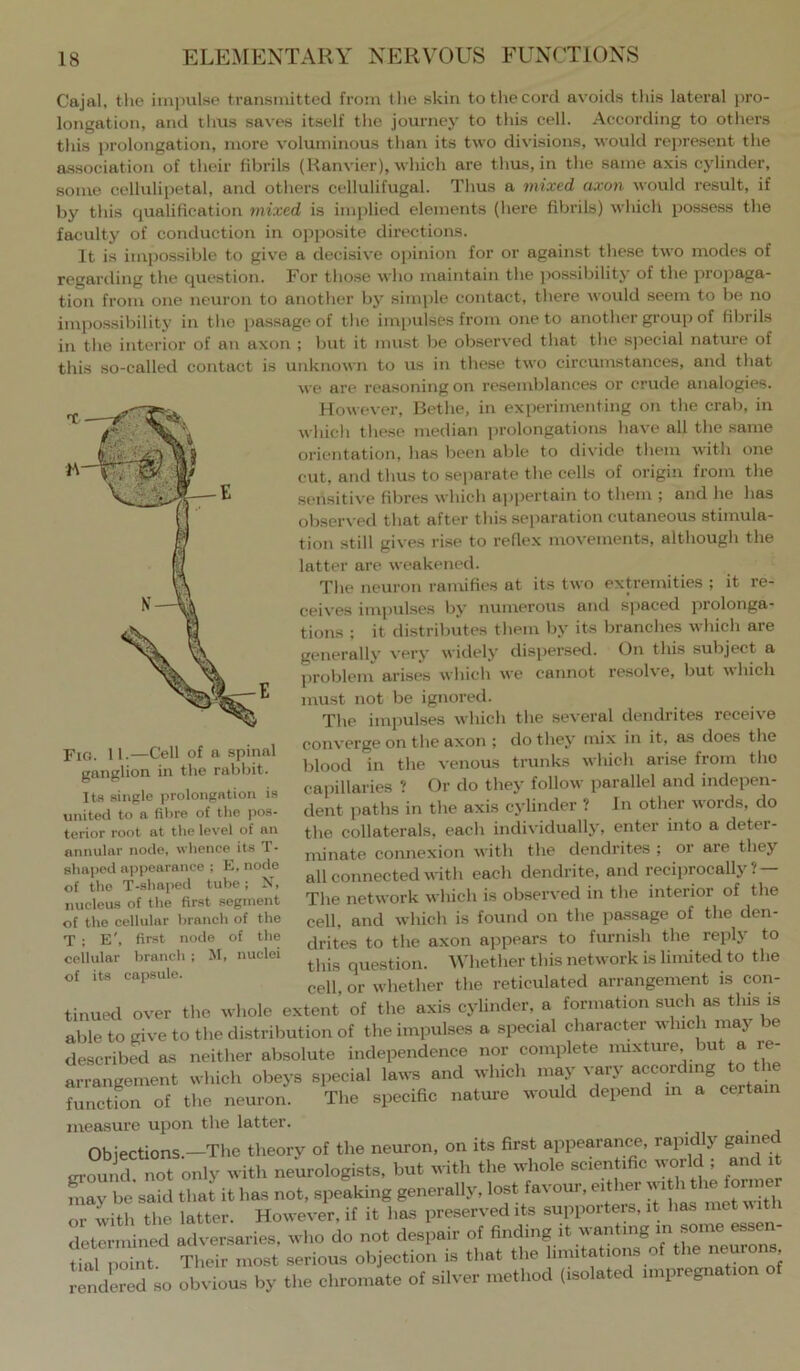 Cajal, the impulse transmitted from the skin to the cord avoids this lateral pro- longation, and thus saves itself the journey to this cell. According to others this j)rolongation, more voluminous than its two divisions, would represent the association of their fibrils (Hanvier), which are thus, in the same axis cylinder, some cellulipetal, and others ccllulifugal. Thus a mixed axon would result, if by this qualification mixed is implied elements (here fibrils) which possess the faculty of conduction in opposite directions. It is impossible to give a decisive opinion for or against these two modes of regarding the question. For tho.se who maintain the possibility of the propaga- tion from one neuron to another by simple contact, there would seem to be no impossibility in the passage of the impulses from one to another group of fibrils in the interior of an axon ; but it must be observed that the special nature of this so-called contact is unknown to us in these two circumstances, and that we are reasoning on resemblances or crude analogies. However, Bethe, in experimenting on the crab, in which these median prolongations have all the same orientation, has been able to divide them with one cut, and thus to se|>arate the cells of oiugin from the sensitive fibres which appertain to thenr ; and he has observed that after this separation cutaneous stimula- tion still gives rise to reflex movements, although the latter are weakened. The neuron ramifies at its two extremities ; it re- ceives? impulses by numerous and spaced pi olonga- tions ; it distributes them by its branches which are generally very widely dispersed. On this subject a problem arises which we cannot resol\e, but uhich must not be ignored. The impulses which the several dendrites receive converge on the axon ; do they mix in it, as does the blood in the venous trunks which arise from the capillaries ? Or do they follow parallel and indepen- dent paths in the axis cylinder ’ In other words, do the collaterals, each individually, enter into a deter- minate connexion with the dendrites ; or are they all connected with each dendrite, and reciprocally? — The network which is observed in the interior of the cell, and which is found on the passage of the den- drites to the axon appears to furnish the reply to this question. Whether this network is limited to the cell, or whether the reticulated arrangement is con- tinued over the whole extent of the axis cylinder, a formation such as this is able to give to the distribution of the impulses a special character u-hich may e described as neither absolute independence nor complete imxture but a re- arrangement which obeys special laws and which may vary according to the functfon of the neuron. The specific nature would depend m a certain measure upon the latter. ^ _ Obiections —The theory of the neuron, on its first appearance, rapidly gaine ^ounfrt only with nemologists, but with the whole scientific world ; and i Say be’said that it has not, speaking generally, lost favour, either or with the latter. However, if it has preserved its supporters, it has met u ith determined adversaries, who do not despair of finding it wanting m some esse tial point Their most serious objection is that the limitations o le neurons, J;„drLo obvious by the chromate of silver method (isolated onpregn.t.on ot Fio. 11.—Cell of a spinal ganglion in the rabbit. Its single prolongation is united to a fibre of the pos- terior root at the level of an annular node, whence its T- shaped appearance ; E, node of the T-shaped tube; X, nucleus of the first segment of the cellular branch of the T : E', first node of the cellular branch ; M, nuclei of its capsule.