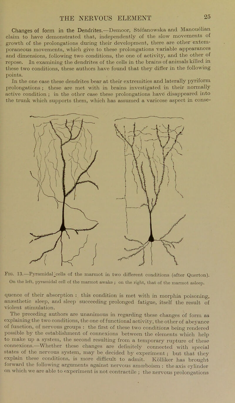 Changes of form in the Dendrites.—Demoor, Stefanovvska and Manouelian claim to have demonstrated that, independently of the slow movements of growth of the prolongations during their development, there are other extem- IDoraneous movements, which give to these prolongations variable appearances and dimensions, following two conditions, the one of activit5’’, and the other of repose. In examining the dendrites of the cells in the brains of animals killed in these two conditions, these authors have found that they differ in the following points. In the one case these dendrites bear at their extremities and laterally pyriform prolongations ; these are met with in brains investigated in thek normally active condition ; in the other case these prolongations have disappeared into the trunk wliich supports them, which has assumed a varicose aspect in conse- Fio. 13.—PjTamidal_cells of the marmot in two different conditions (after Querton). On the left, pyramidal cell of the marmot awake ; on the right, that of the marmot asleep. quence of their absorption : this condition is met with in morphia poisoning, anajsthetic sleep, and sleep succeeding prolonged fatigue, itself the result of violent stimulation. The preceding authors are unanimous in regarding these changes of form as explaining the two conditions, the one of functional activity, the other of abeyance of function, of nervous groups : the first of these two conditions being rendered possible by the establishment of connexions between the elements which help to make up a system, the second resulting from a tempoi’ary ru23ture of these connexions.—Whether these changes are definitely comiected with special states of the nervous system, may be decided by exjDeriment; but that they explain these conditions, is more difficult to admit. Kblliker has brought forward the following arguments against nervous amoeboism : the axis cylinder on which Ave are able to exjDeriment is not contractile ; the nervous jirolongations