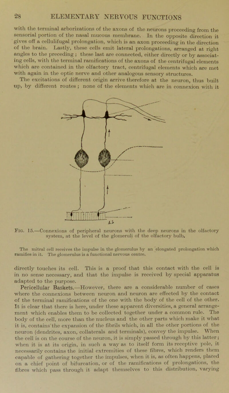 with tlie terminal arborizations of the axons of the neurons proceeding from the sensorial portion of the nasal mucous membrane. In the opposite direction it gives off a cellulifugal prolongation, whicli is an axon proceeding in the direction of the brain. Lastly, these cells emit lateral prolongations, arranged at right angles to the preceding ; these last are connected, either directly or by associat- ing cells, with the terminal ramifications of the axons of the centrifugal elements which are contained in the olfactory tract, centrifugal elements which are met with again in the optic nerve and other analogous sensory structmes. The excitations of different origin arrive therefore at the nemon, thus built up, by different routes ; none of the elements which are in connexion with it FiO. 15.—Connexions of peripheral neurons with the deep neurons in the olfactory system, at the level of the glomeruli of the olfactory bulb. The mitral cell receives the impulse in the glomerulus by an elongated prolongation which ramifies in it. The glomerulus is a functional nervous centre. directly touches its cell. This is a proof that this contact with the cell is in no sense necessary, and that the impulse is received by special apparatus adapted to the purpose. Pericellular Baskets.—However, there are a considerable munber of cases where the connexions between neuron and neuron are effected by the contact of the terminal ramifications of the one with the body of the cell of the other. It is clear that there is here, under these apparent diversities, a general arrange- ment which enables them to be collected together under a common rule. The body of the cell, more than the nucleus and the other parts which make it what it is, contains’the expansion of the fibrils which, in all the other portions of the neuron (dendrites, axon, collaterals and terminals), convey the impulse. When the cell is on the course of the neuron, it is simply pa.ssed through by this latter; when it is at its origin, in such a way as to itself form its receptive pole, it nece.ssarily contains the initial extremities of these fibres, which renders them capable of gathering together the impulses, when it is, as often happens, placed on a chief point of bifurcation, or of the ramifications of prolongations, the fibres which pass through it ada2)t themselves to this distribution, vaiying