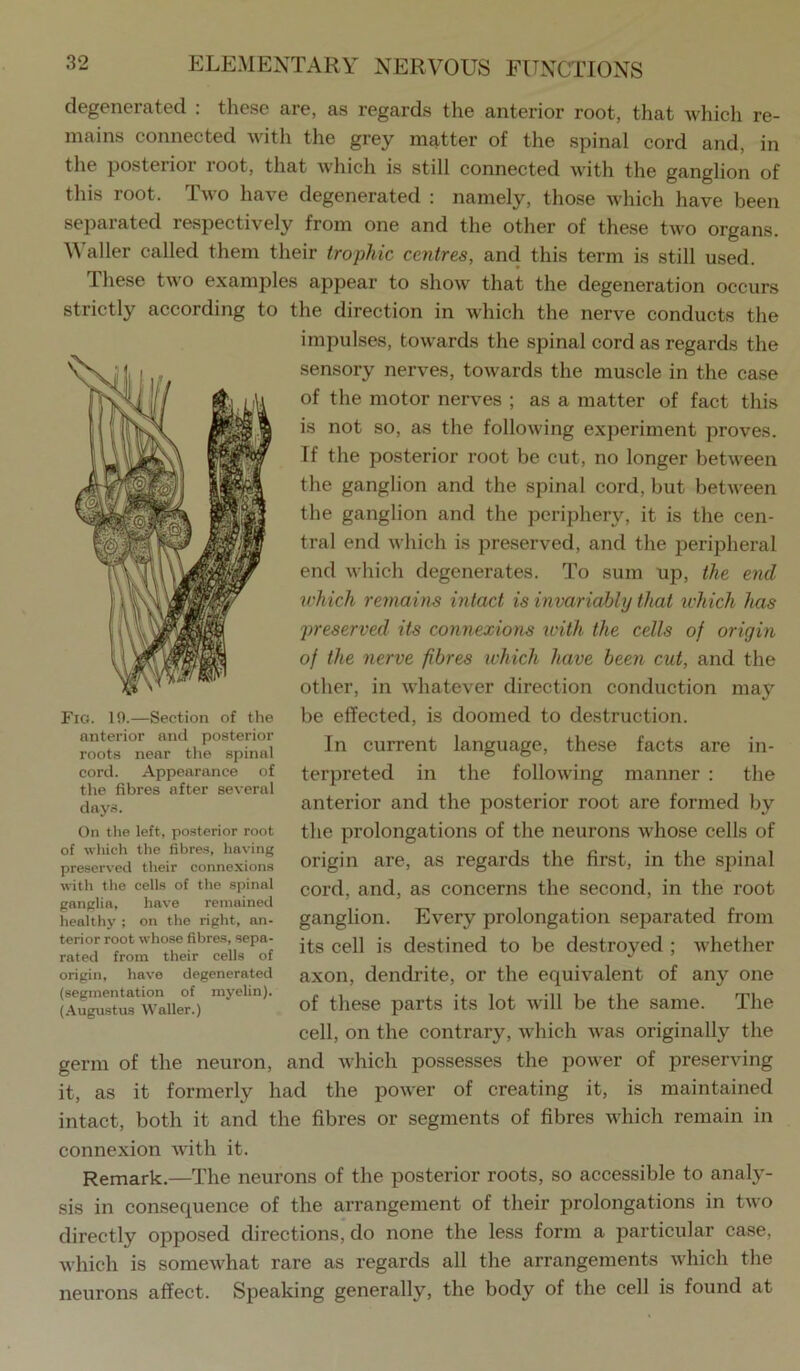 degenerated : these are, as regards the anterior root, that which re- mains connected with the grey matter of the spinal cord and, in the posterior root, that which is still connected with the ganglion of this root. Two have degenerated : namely, those which have been separated respectively from one and the other of these two organs. Waller called them their trophic centres, and this term is still used. These two examples appear to show that the degeneration occurs strictly according to the direction in which the nerve conducts the impulses, towards the spinal cord as regards the sensory nerves, towards the muscle in the case of the motor nerves ; as a matter of fact this is not so, as the following experiment proves. If the posterior root be cut, no longer between the ganglion and the spinal cord, but between the ganglion and the periphery, it is the cen- tral end which is preserved, and the peripheral end which degenerates. To sum up, the end which remains intact is invariably that w'hich has preserved its connexions with the cells of origin of the nerve fibres which have been cut, and the other, in whatever direction conduction may be effected, is doomed to destruction. In current language, these facts are in- terpreted in the following manner : the anterior and the posterior root are formed by the prolongations of the neurons Avhose cells of origin are, as regards the first, in the spinal cord, and, as concerns the second, in the root ganglion. Every prolongation separated from its cell is destined to be destroyed ; whether axon, dendrite, or the equivalent of any one of these parts its lot will be the same. The cell, on the contrary, which was originally the germ of the neuron, and which possesses the power of preserving it, as it formerly had the power of creating it, is maintained intact, both it and the fibres or segments of fibres which remain in connexion with it. Remark.—The neurons of the posterior roots, so accessible to analj- sis in consequence of the arrangement of their prolongations in two directly opposed directions, do none the less form a particular case, which is somewhat rare as regards all the arrangements which the neurons affect. Speaking generally, the body of the cell is found at Fig. in.—Section of the anterior and posterior roots near the spinal cord. Appearance of the fibres after several days. On the left, posterior root of which the fibres, having preserved their connexions with the cells of the spinal ganglia, have remained healthy ; on the right, an- terior root whose fibres, sepa- rated from their cells of origin, have degenerated (segmentation of myelin). (Augustus Waller.)