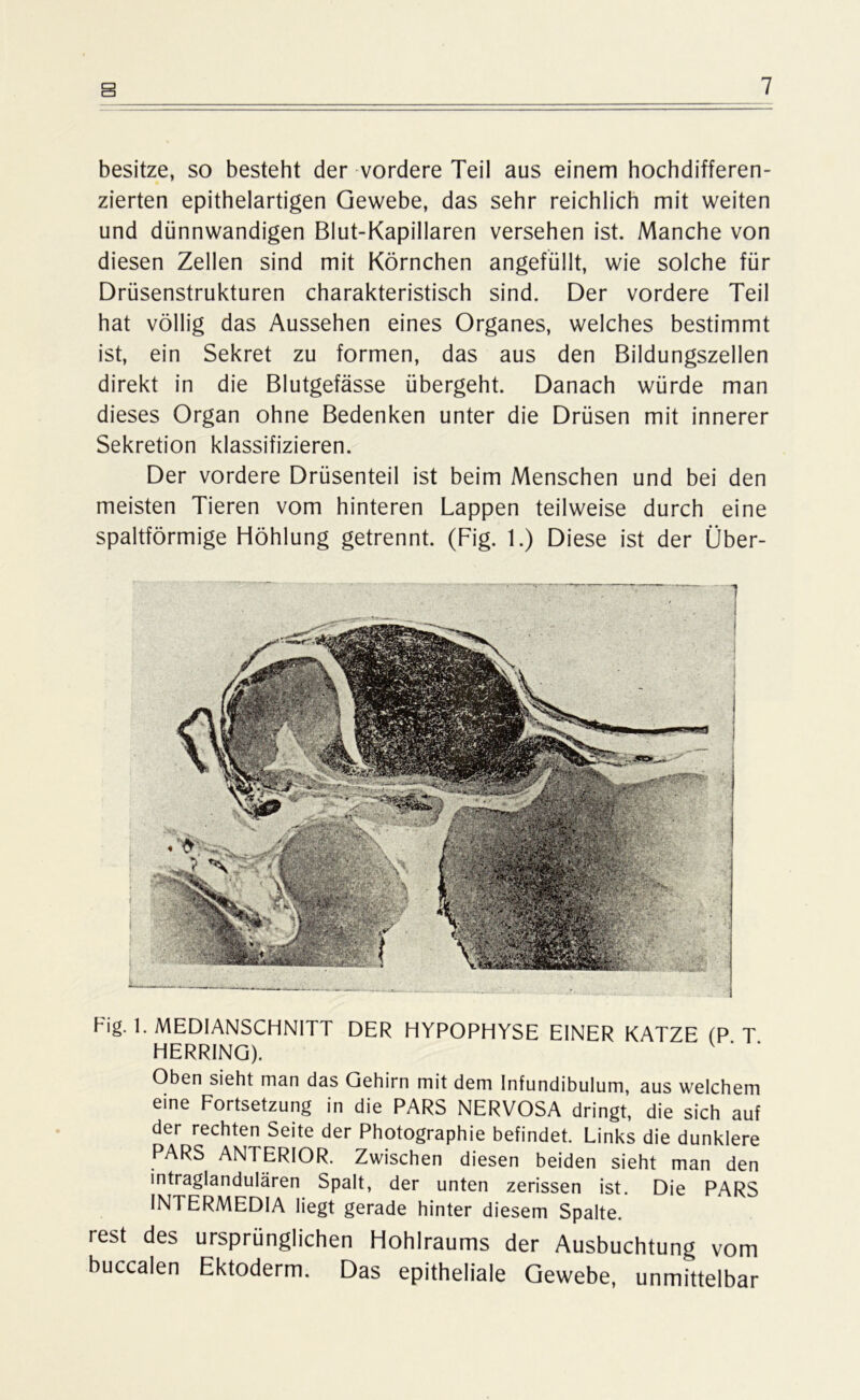 besitze, so besteht der vordere Teil aus einem hochdifferen- zierten epithelartigen Gewebe, das sehr reichlich mit weiten und dünnwandigen Blut-Kapillaren versehen ist. Manche von diesen Zellen sind mit Körnchen angefüllt, wie solche für Drüsenstrukturen charakteristisch sind. Der vordere Teil hat völlig das Aussehen eines Organes, welches bestimmt ist, ein Sekret zu formen, das aus den Bildungszellen direkt in die Blutgefässe übergeht. Danach würde man dieses Organ ohne Bedenken unter die Drüsen mit innerer Sekretion klassifizieren. Der vordere Drüsenteil ist beim Menschen und bei den meisten Tieren vom hinteren Lappen teilweise durch eine spaltförmige Höhlung getrennt. (Fig. 1.) Diese ist der Über- Fig. 1. MEDIANSCHNITT DER HYPOPHYSE EINER KATZE (P T HERRING). Oben sieht man das Gehirn mit dem Infundibulum, aus welchem eine Fortsetzung in die PARS NERVOSA dringt, die sich auf der rechten Seite der Photographie befindet. Links die dunklere PARS ANTERIOR. Zwischen diesen beiden sieht man den intraglandulären Spalt, der unten zerissen ist. Die PARS INTERMEDIA liegt gerade hinter diesem Spalte. rest des ursprünglichen Hohlraums der Ausbuchtung vom buccalen Ektoderm. Das epitheliale Gewebe, unmittelbar