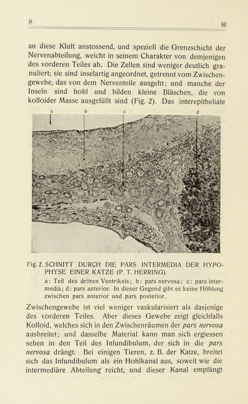 CD CD 8 an diese Kluft anstossend, und speziell die Grenzschicht der Nervenabteilung, weicht in seinem Charakter von demjenigen des vorderen Teiles ab. Die Zellen sind weniger deutlich gra- nuliert; sie sind inselartig angeordnet, getrennt vom Zwischen- gewebe, das von dem Nerventeile ausgeht; und manche der Inseln sind hohl und bilden kleine Bläschen, die von kolloider Masse ausgefüllt sind (Fig. 2). Das interepitheliale Fig. 2. SCHNITT DURCH DIE PARS INTERMEDIA DER HYPO- PHYSE EINER KATZE (P. T. HERRING). a: Teil des dritten Ventrikels; b: pars nervosa; c: pars inter- media; d: pars anterior, ln dieser Gegend gibt es keine Höhlung zwischen pars anterior und pars posterior. Zwischengewebe ist viel weniger vaskularisiert als dasjenige des vorderen Teiles. Aber dieses Gewebe zeigt gleichfalls Kolloid, welches sich in den Zwischenräumen der pars nervosa ausbreitet; und dasselbe Material kann man sich ergiessen sehen in den Teil des Infundibulum, der sich in die pars nervosa drängt. Bei einigen Tieren, z. B. der Katze, breitet sich das Infundibulum als ein Hohlkanal aus, soweit wie die intermediäre Abteilung reicht, und dieser Kanal empfängt