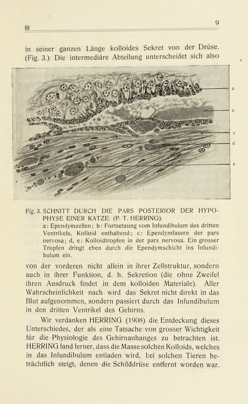 CD in seiner ganzen Länge kolloides Sekret von der Drüse. (Fig. 3.) Die intermediäre Abteilung unterscheidet sich also Fig. 3. SCHNITT DURCH DIE PARS POSTERIOR DER HYPO- PHYSE EINER KATZE. (P. T. HERRING), a: Ependymzellen; b: Fortsetzung vom Infundibulum des dritten Ventrikels, Kolloid enthaltend; c: Ependymfasern der pars nervosa; d, e: Kolloidtropfen in der pars nervosa. Ein grosser Tropfen dringt eben durch die Ependymschicht ins Infundi- bulum ein. von der vorderen nicht allein in ihrer Zellstruktur, sondern auch in ihrer Funktion, d. h. Sekretion (die ohne Zweifel ihren Ausdruck findet in dem kolloiden Materiale). Aller Wahrscheinlichkeit nach wird das Sekret nicht direkt in das Blut aufgenommen, sondern passiert durch das Infundibulum in den dritten Ventrikel des Gehirns. Wir verdanken HERRING (1908) die Entdeckung dieses Unterschiedes, der als eine Tatsache von grosser Wichtigkeit für die Physiologie des Gehirnanhanges zu betrachten ist. HERRING fand ferner, dass die Masse solchen Kolloids, welches in das Infundibulum entladen wird, bei solchen Tieren be- trächtlich steigt, denen die Schilddrüse entfernt worden war.