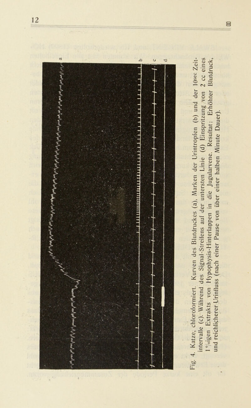 Fig. 4. Katze, chloroformiert. Kurven des Blutdruckes (a), Marken der Urintropfen (b) und der 10sec Zeit- intervalle (c). Während des Signal-Streifens auf der untersten Linie (d) Einspritzung von 2 cc eines 1 °/oigen Extrakts von Hypophysis-Hinterlappen in die Jugularvene. Resultat: Erhöhter Blutdruck, und reichlicherer Urinfluss (nach einer Pause von über einer halben Minute Dauer).