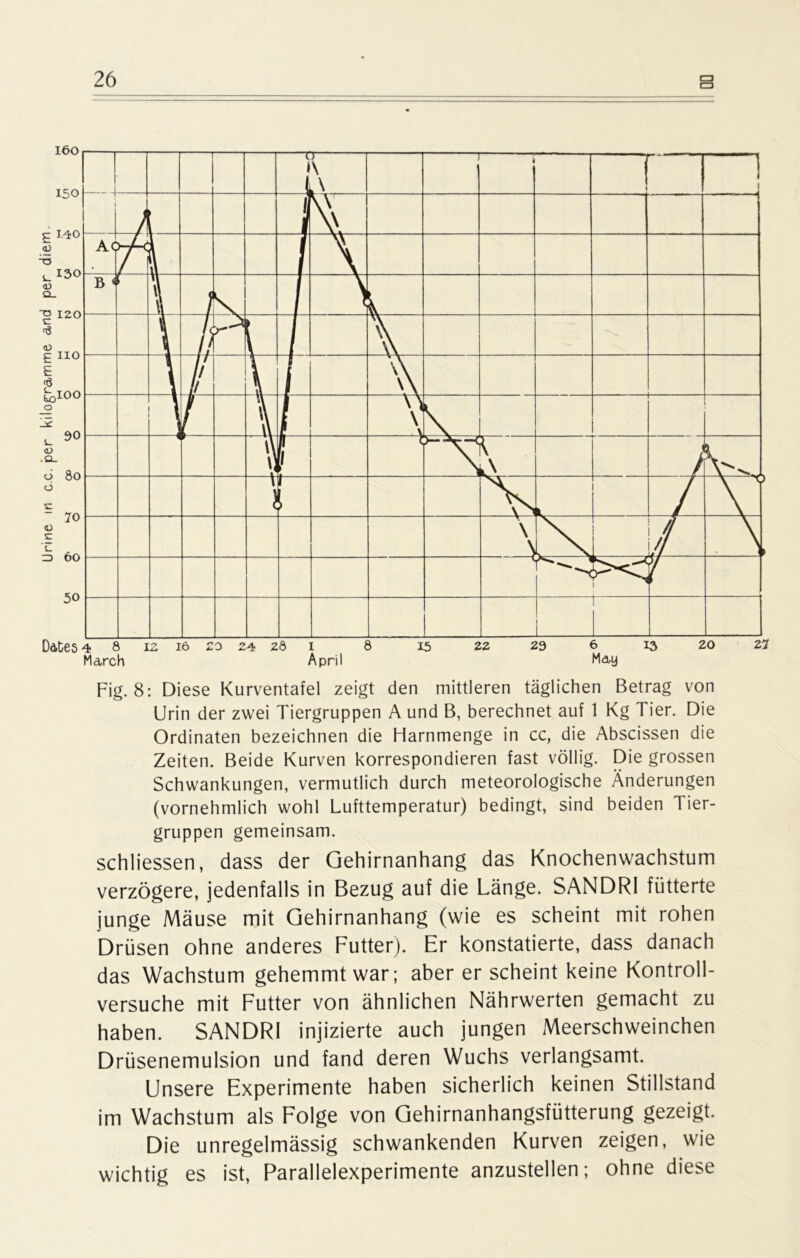 Fig. 8: Diese Kurventafel zeigt den mittleren täglichen Betrag von Urin der zwei Tiergruppen A und B, berechnet auf 1 Kg Tier. Die Ordinaten bezeichnen die Harnmenge in cc, die Abscissen die Zeiten. Beide Kurven korrespondieren fast völlig. Die grossen Schwankungen, vermutlich durch meteorologische Änderungen (vornehmlich wohl Lufttemperatur) bedingt, sind beiden Tier- gruppen gemeinsam. schliessen, dass der Gehirnanhang das Knochenwachstum verzögere, jedenfalls in Bezug auf die Länge. SANDR1 fütterte junge Mäuse mit Gehirnanhang (wie es scheint mit rohen Drüsen ohne anderes Futter). Er konstatierte, dass danach das Wachstum gehemmt war; aber er scheint keine Kontroll- versuche mit Futter von ähnlichen Nährwerten gemacht zu haben. SANDRI injizierte auch jungen Meerschweinchen Drüsenemulsion und fand deren Wuchs verlangsamt. Unsere Experimente haben sicherlich keinen Stillstand im Wachstum als Folge von Gehirnanhangsfütterung gezeigt. Die unregelmässig schwankenden Kurven zeigen, wie wichtig es ist, Parallelexperimente anzustellen; ohne diese