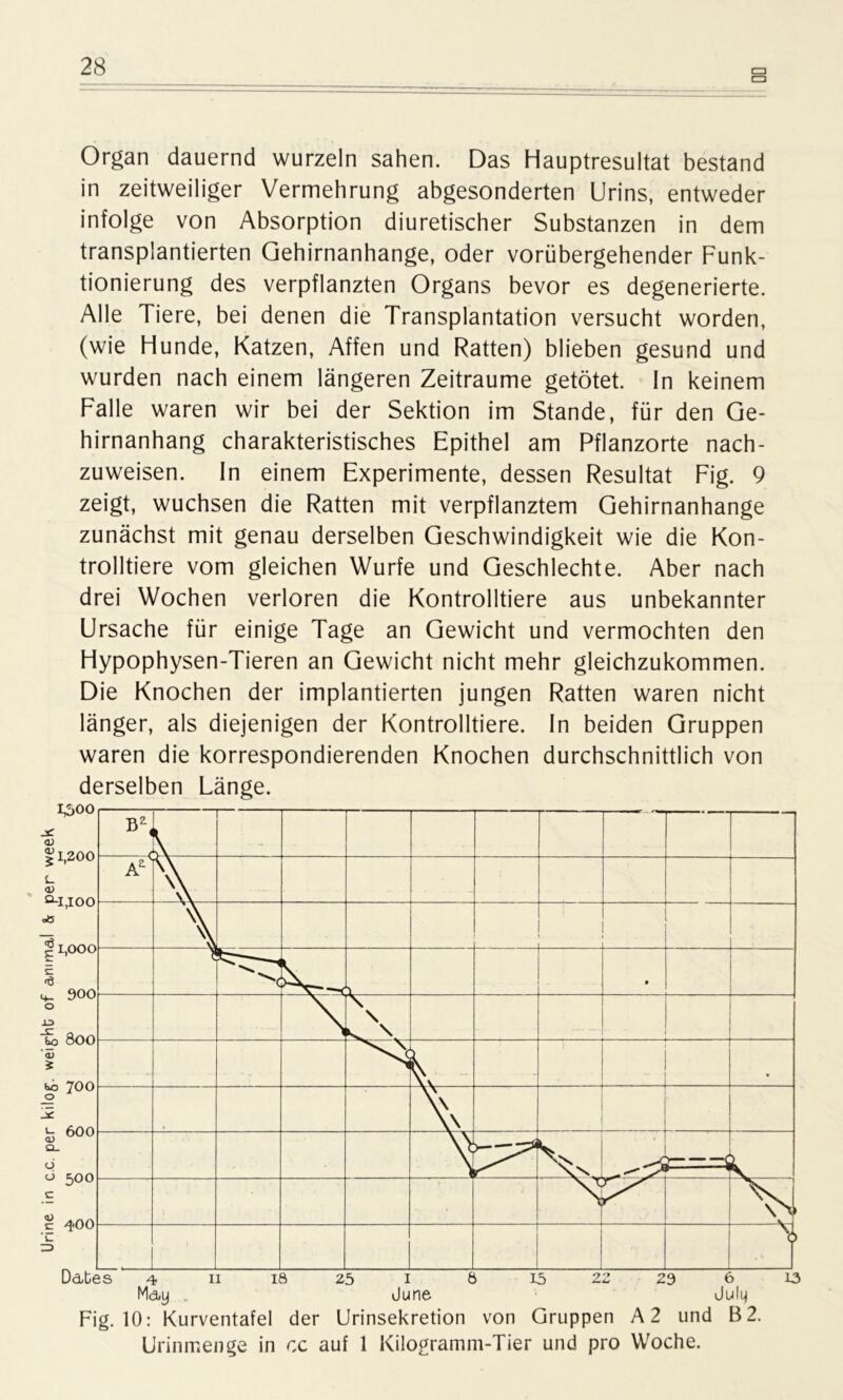 □ □ Organ dauernd wurzeln sahen. Das Hauptresultat bestand in zeitweiliger Vermehrung abgesonderten Urins, entweder infolge von Absorption diuretischer Substanzen in dem transplantierten Gehirnanhange, oder vorübergehender Funk- tionierung des verpflanzten Organs bevor es degenerierte. Alle Tiere, bei denen die Transplantation versucht worden, (wie Hunde, Katzen, Affen und Ratten) blieben gesund und wurden nach einem längeren Zeiträume getötet. In keinem Falle waren wir bei der Sektion im Stande, für den Ge- hirnanhang charakteristisches Epithel am Pflanzorte nach- zuweisen. In einem Experimente, dessen Resultat Fig. 9 zeigt, wuchsen die Ratten mit verpflanztem Gehirnanhange zunächst mit genau derselben Geschwindigkeit wie die Kon- trolliere vom gleichen Wurfe und Geschlechte. Aber nach drei Wochen verloren die Kontrolliere aus unbekannter Ursache für einige Tage an Gewicht und vermochten den Hypophysen-Tieren an Gewicht nicht mehr gleichzukommen. Die Knochen der implantierten jungen Ratten waren nicht länger, als diejenigen der Kontrolliere. In beiden Gruppen waren die korrespondierenden Knochen durchschnittlich von derselben Länge. Fig. 10: Kurventafel der Urinsekretion von Gruppen A2 und B 2. Urinmenge in cc auf 1 Kilogramm-Tier und pro Woche.