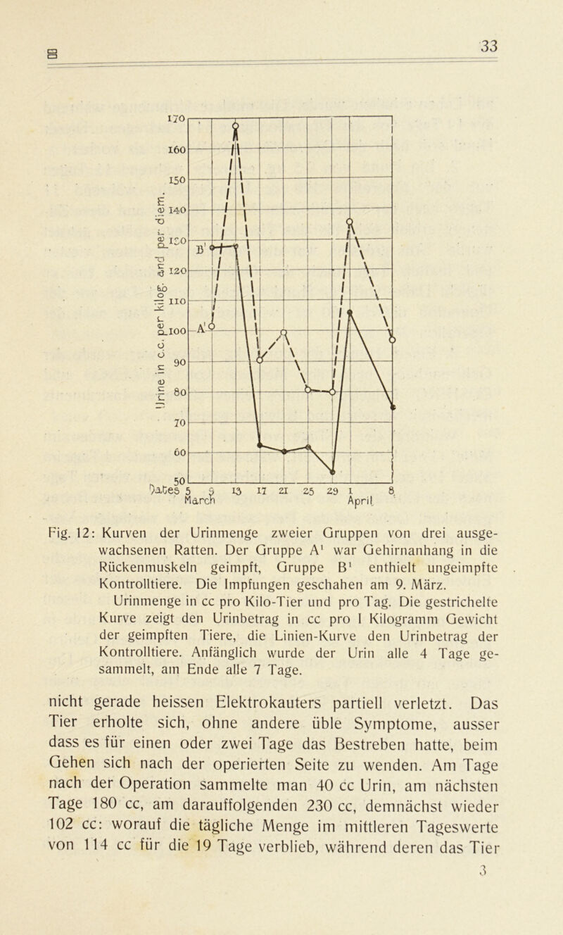 Fig. 12: Kurven der Urinmenge zweier Gruppen von drei ausge- wachsenen Ratten. Der Gruppe A1 war Gehirnanhang in die Rückenmuskeln geimpft, Gruppe B1 enthielt ungeimpfte Kontrolliere. Die Impfungen geschahen am 9. März. Urinmenge in cc pro Kilo-Tier und pro Tag. Die gestrichelte Kurve zeigt den Urinbetrag in cc pro I Kilogramm Gewicht der geimpften Tiere, die Linien-Kurve den Urinbetrag der Kontrolliere. Anfänglich wurde der Urin alle 4 Tage ge- sammelt, am Ende alle 7 Tage. nicht gerade heissen Elektrokauters partiell verletzt. Das Tier erholte sich, ohne andere üble Symptome, ausser dass es für einen oder zwei Tage das Bestreben hatte, beim Gehen sich nach der operierten Seite zu wenden. Am Tage nach der Operation sammelte man 40 cc Urin, am nächsten Tage 180 cc, am darauffolgenden 230 cc, demnächst wieder 102 cc: worauf die tägliche Menge im mittleren Tageswerte von 114 cc für die 19 Tage verblieb, während deren das Tier 3