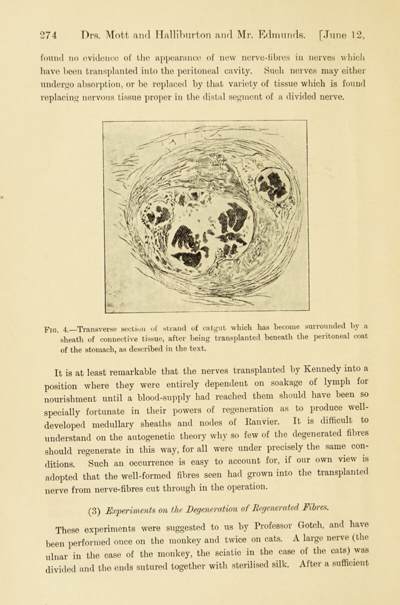 found no evidence of the appearance of new nerve-fibres in nerves which have been transplanted into the peritoneal cavity. Such nerves may either undergo absorption, or be replaced by that variety of tissue which is found replacing nervous tissue proper in the distal segment of a divided nerve. pIGi 4. Transverse section of strand of catgut which has become suiiounded b} a sheath of connective tissue, after being transplanted beneath the peritoneal coat of the stomach, as described in the text. It is at least remarkable that the nerves transplanted by Kennedy into a position where they were entirely dependent on soakage of lymph for nourishment until a blood-supply had reached them should have been so specially fortunate in their powers of regeneration as to produce well- developed medullary sheaths and nodes of Ranvier. It is difficult to understand on the autogenetic theory why so few of the degenerated fibies should regenerate in this way, for all were under precisely the same con- ditions. Such an occurrence is easy to account for, if our own view is adopted that the well-formed fibres seen had grown into the transplanted nerve from nerve-fibres cut through in the operation. (3) Experiments on the Degeneration of Regenerated Fibres. These experiments were suggested to us by Professor Gotch, and have been performed once on the monkey and twice on cats. A large nerve (the ulnar in the case of the monkey, the sciatic in the case of the cats) was divided and the ends sutured together with sterilised silk, After a sufficient