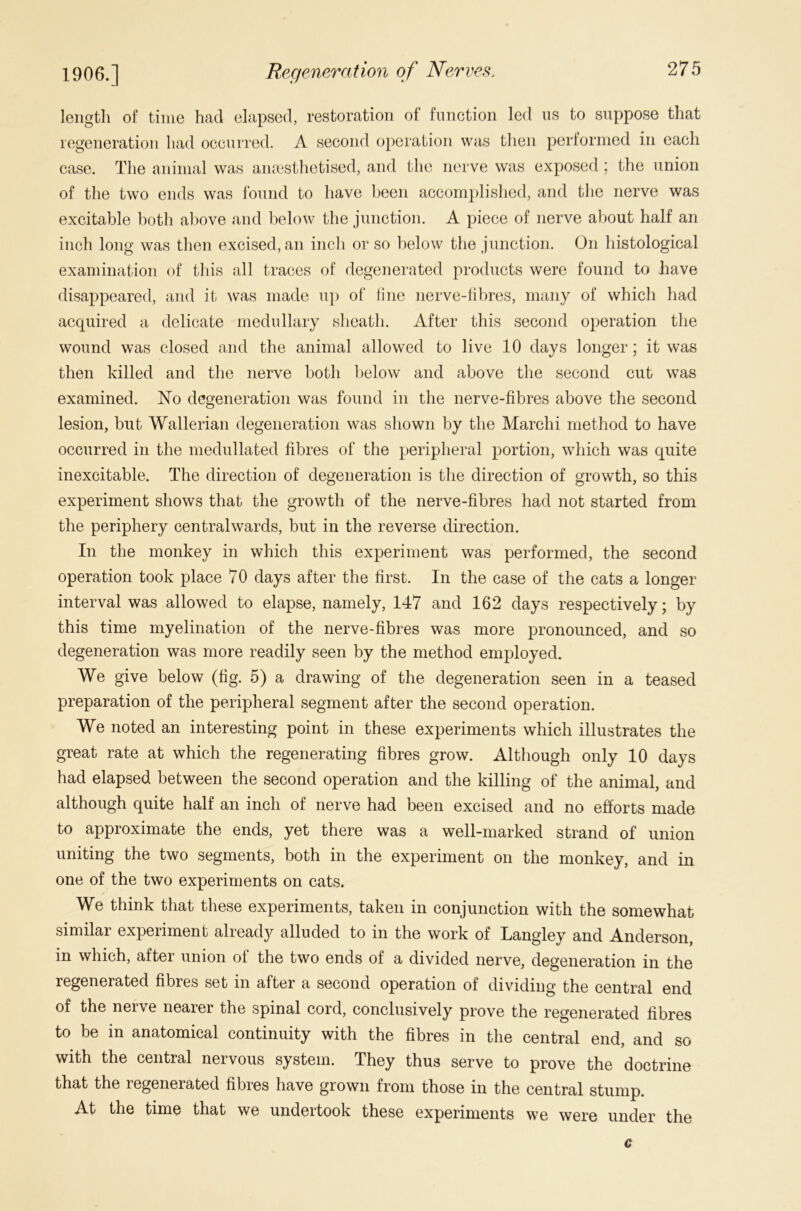 length of time had elapsed, restoration of function led us to suppose that regeneration had occurred. A second operation was then performed in each case. The animal was anaesthetised, and the nerve was exposed; the union of the two ends was found to have been accomplished, and the nerve was excitable both above and below the junction. A piece of nerve about half an inch long was then excised, an inch or so below the junction. On histological examination of this all traces of degenerated products were found to have disappeared, and it was made up of tine nerve-fibres, many of which had acquired a delicate medullary sheath. After this second operation the wound was closed and the animal allowed to live 10 days longer; it was then killed and the nerve both below and above the second cut was examined. No degeneration was found in the nerve-fibres above the second lesion, but Wallerian degeneration was shown by the Marchi method to have occurred in the medullated fibres of the peripheral portion, which was quite inexcitable. The direction of degeneration is the direction of growth, so this experiment shows that the growth of the nerve-fibres had not started from the periphery central wards, but in the reverse direction. In the monkey in which this experiment was performed, the second operation took place 70 days after the first. In the case of the cats a longer interval was allowed to elapse, namely, 147 and 162 days respectively; by this time myelination of the nerve-fibres was more pronounced, and so degeneration was more readily seen by the method employed. We give below (fig. 5) a drawing of the degeneration seen in a teased preparation of the peripheral segment after the second operation. We noted an interesting point in these experiments which illustrates the great rate at which the regenerating fibres grow. Although only 10 days had elapsed between the second operation and the killing of the animal, and although quite half an inch of nerve had been excised and no efforts made to approximate the ends, yet there was a well-marked strand of union uniting the two segments, both in the experiment on the monkey, and in one of the two experiments on cats. We think that these experiments, taken in conjunction with the somewhat similar experiment already alluded to in the work of Langley and Anderson, in which, after union of the two ends of a divided nerve, degeneration in the regenerated fibres set in after a second operation of dividing the central end of the nerve nearer the spinal cord, conclusively prove the regenerated fibres to be in anatomical continuity with the fibres in the central end, and so with the central nervous system. They thus serve to prove the doctrine that the regenerated fibres have grown from those in the central stump. At the time that we undertook these experiments we were under the c