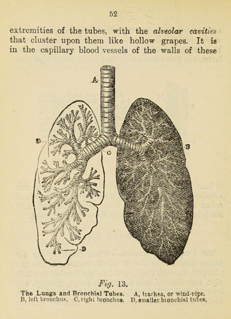 extremities of the tubes, with the alveolar cavities that cluster upon them like hollow grapes. It is in the capillary blood vessels of the walls of these Fig. 13. The Lungs and Bronchial Tubes. A, trachea, or ■wind-pipe. B, left bronchus, C, right bronchus. D. smaller bronchial tubes.