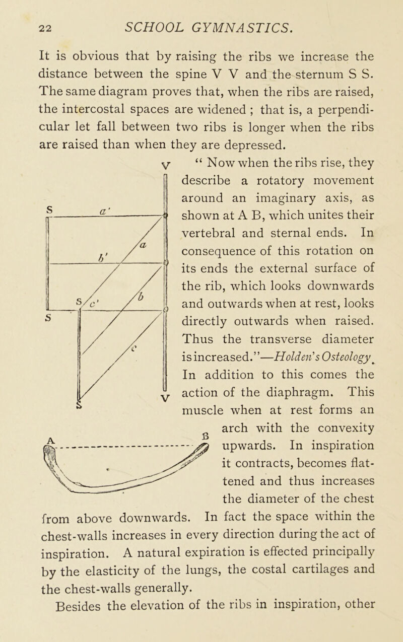 It is obvious that by raising the ribs we increase the distance between the spine V V and the sternum S S. The same diagram proves that, when the ribs are raised, the intercostal spaces are widened ; that is, a perpendi- cular let fall between two ribs is longer when the ribs are raised than when they are depressed. V “ Now when the ribs rise, they describe a rotatory movement around an imaginary axis, as shown at A B, which unites their vertebral and sternal ends. In consequence of this rotation on its ends the external surface of the rib, which looks downwards and outwards when at rest, looks directly outwards when raised. Thus the transverse diameter is increased.”—Holden’s Osteology t In addition to this comes the action of the diaphragm. This muscle when at rest forms an arch with the convexity upwards. In inspiration it contracts, becomes flat- tened and thus increases the diameter of the chest from above downwards. In fact the space within the chest-walls increases in every direction during the act of inspiration. A natural expiration is effected principally by the elasticity of the lungs, the costal cartilages and the chest-walls generally. Besides the elevation of the ribs in inspiration, other