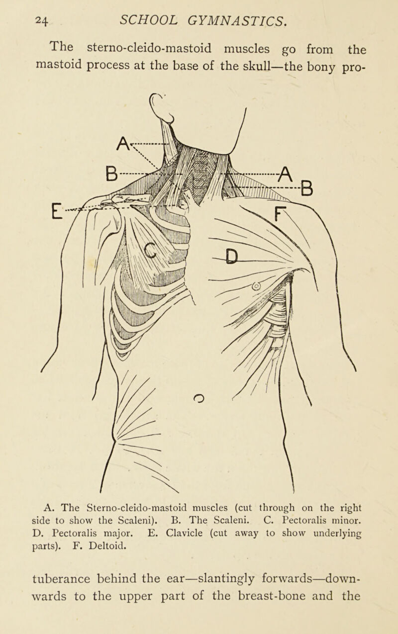 The sterno-cleido-mastoid muscles go from the mastoid process at the base of the skull—the bony pro- A. The Sterno-cleido-mastoid muscles (cut through on the right side to show the Scaleni). B. The Scaleni. C. Pectoralis minor. D. Pectoralis major. E. Clavicle (cut away to show underlying parts). F. Deltoid. tuberance behind the ear—slantingly forwards—down- wards to the upper part of the breast-bone and the