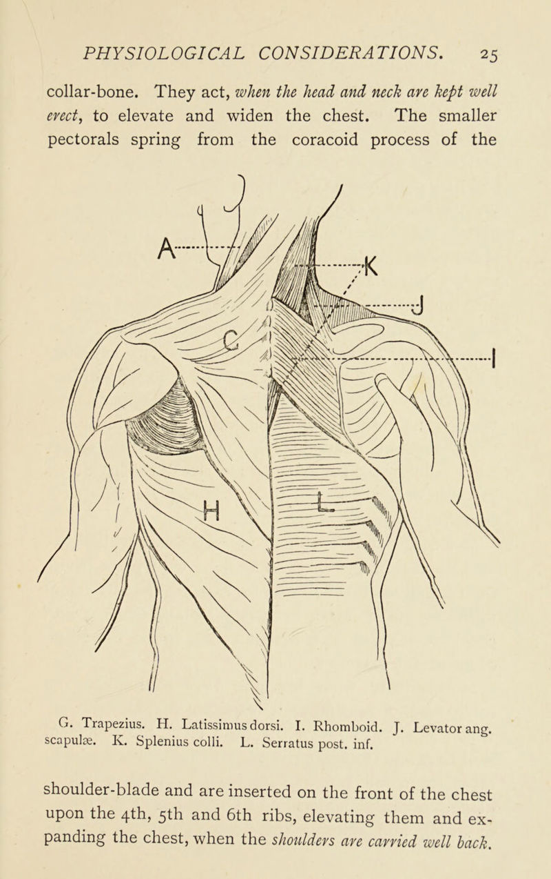 collar-bone. They act, when the head and neck are kept well erect, to elevate and widen the chest. The smaller pectorals spring from the coracoid process of the Trapezius. H. Latissimus dorsi. I. Rhomboid. J. Levator ang. scapulae. K. Splenius colli. L. Serratus post. inf. shoulder-blade and are inserted on the front of the chest upon the 4th, 5th and 6th ribs, elevating them and ex- panding the chest, when the shoulders are carried well hack.