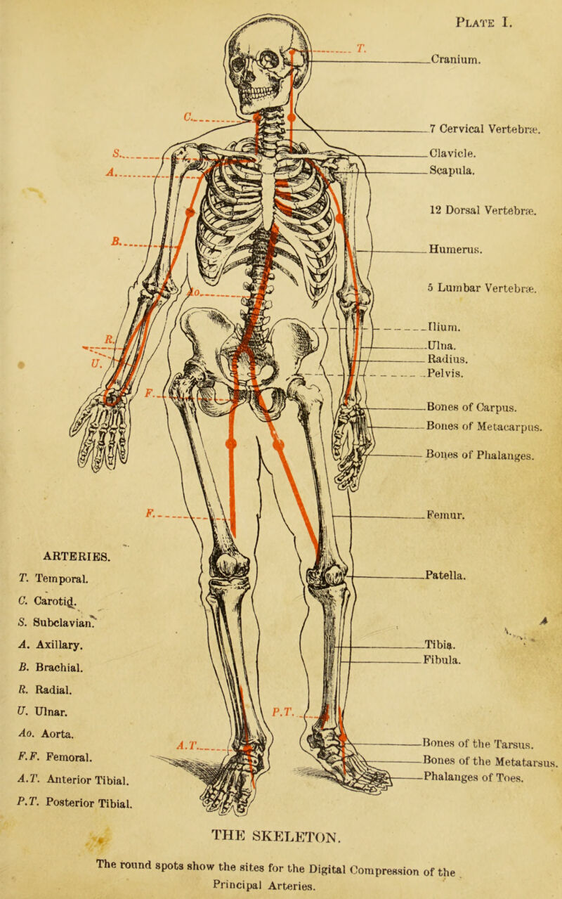 Plate I. Ilium. Ulna. Radius. Pelvis. Cranium. 7 Cervical Vertebra?. Clavicle. Scapula. 12 Dorsal Vertebra. Humerus. 5 Lumbar Vertebra. Bones of Carpus. Bones of Metacarpus. Bones of Phalanges. Femur. ARTERIES. T. Temporal. C. CarotijL S. Subclavian' A. Axillary. J3. Brachial. R. Radial. U. Ulnar. Ao. Aorta. F.F. Femoral. A.T. Anterior Tibial. P.T. Posterior Tibial. Patella. \. Tibia. Fibula. Bones of the Tarsus. Bones of the Metatarsus. —Phalanges of Toes. THE SKELETON. The round spots show the sites for the Digital Compression of the Principal Arteries.