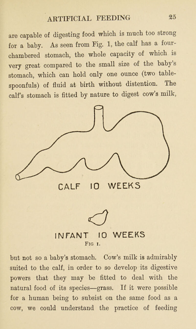 are capable of digesting food which is much too strong for a baby. As seen from Fig. 1, the calf has a four- chambered stomach, the whole capacity of which is very great compared to the small size of the baby s stomach, which can hold only one ounce (two table- spoonfuls) of fluid at birth without distention. The calf’s stomach is fitted by nature to digest cow s milk, but not so a baby’s stomach. Cow’s milk is admirably suited to the calf, in order to so develop its digestive powers that they may be fitted to deal with the natural food of its species—grass. If it were possible for a human being to subsist on the same food as a cow, we could understand the practice of feeding CALF 10 WEEKS INFANT 10 WEEKS Fig i.
