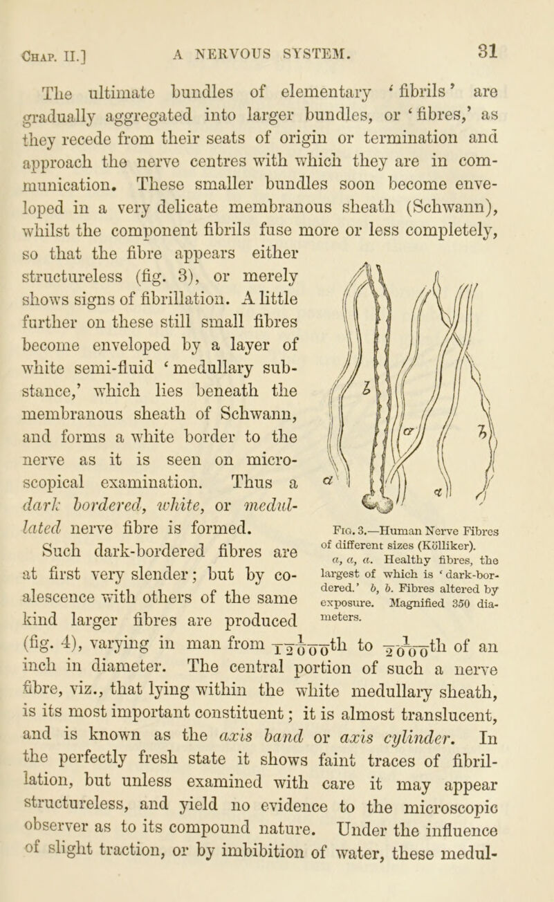 The ultimate bundles of elementary ^ fibrils ’ are gradually aggregated into larger bundles, or ‘ fibres,’ as they recede from their seats of origin or termination and approach the nerve centres with which they are in com- munication. These smaller bundles soon become enve- loped in a very delicate membranous sheath (Schwann), whilst the component fibrils fuse more or less completely, so that the fibre appears either structureless (fig. 3), or merely shows signs of fibrillation. A little further on these still small fibres become enveloped by a layer of white semi-fluid ‘ medullary sub- stance,’ which lies beneath the membranous sheath of Schwann, and forms a white border to the nerve as it is seen on micro- scopical examination. Thus a dark bordered, white, or medid- lated nerve fibre is formed. Such dark-bordered fibres are at first very slender; but by co- alescence with others of the same kind larger fibres are produced (fig. 4), varying in man from xeioo^l^ to Tifo-otli of an inch in diameter. The central portion of such a nerve fibre, viz., that lying within the white medullaiy sheath, is its most important constituent; it is almost translucent, and is known as the axis band or axis cylinder. In the perfectly fresh state it shows faint traces of fibril- lation, but unless examined with care it may appear structureless, and yield no evidence to the microscopic observer as to its compound nature. Under the influence of slight traction, or by imbibition of water, these medul- Fig. 3.—Human Nerve Fibres of different sizes (Kcilliker). a, a, a. Healthy fibres, the largest of which is ‘ dark-bor- dered. ’ b, b. Fibres altered by exposure. Magnified 350 dia- meters.