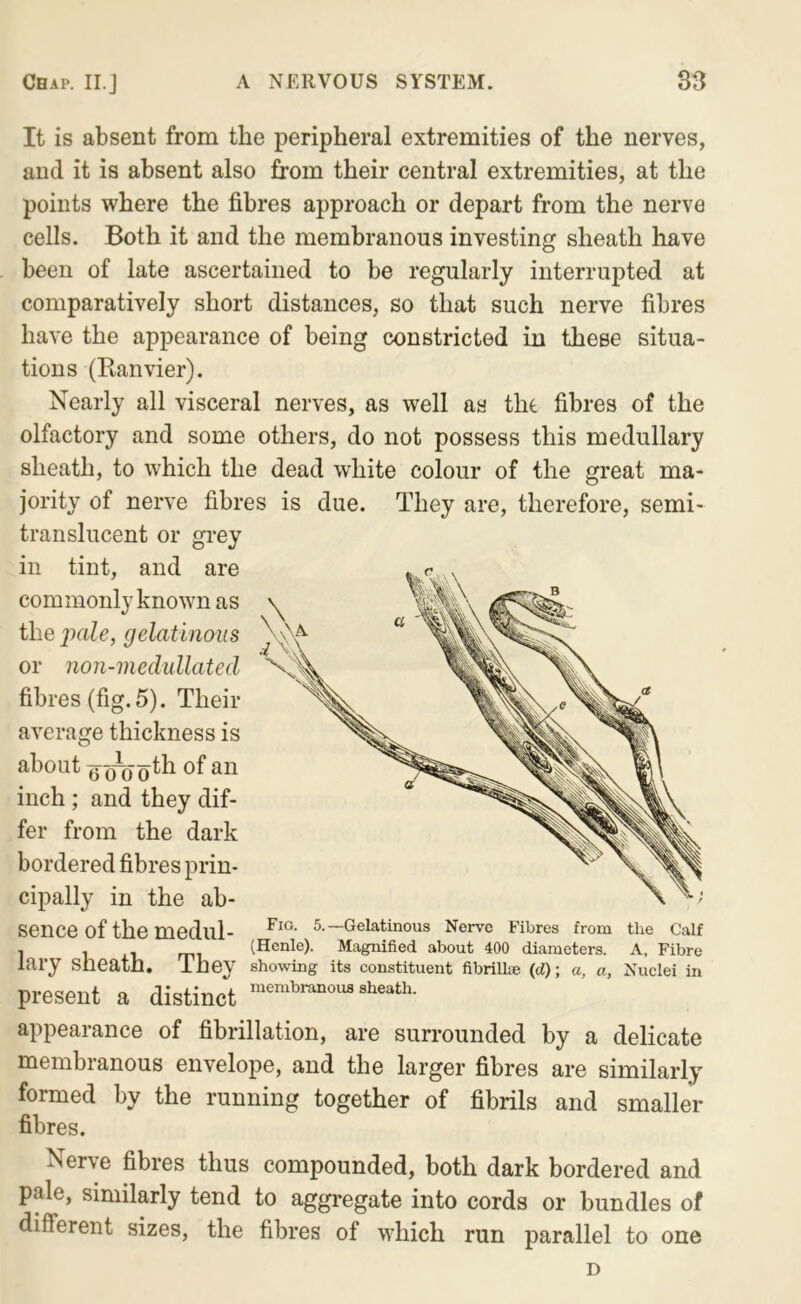 It is absent from the peripheral extremities of the nerves, and it is absent also from their central extremities, at the points where the fibres approach or depart from the nerve cells. Both it and the membranous investing sheath have been of late ascertained to be regularly interrupted at comparatively short distances, so that such nerve fibres have the appearance of being constricted in these situa- tions (Ranvier). Nearly all visceral nerves, as well as the fibres of the olfactory and some others, do not possess this medullary sheath, to which the dead white colour of the great ma- jority of nerve fibres is due. They are, therefore, semi- translucent or grey in tint, and are commonly known as the pale, gelatinous or non-medullated fibres (fig. 5). Their average thickness is about inch; and they dif- fer from the dark bordered fibres prin- cipally in the ab- sence of the medul- Gelatinous Nerve Fibres from the Calf 1 1 j-t. rru (Henle). Magnified about 400 diameters. A, Fibre lary sneath. ihey showing its constituent fibrillae (d); a, a, Nuclei in present a distinct sheath. appearance of fibrillation, are surrounded by a delicate membranous envelope, and the larger fibres are similarly formed by the running together of fibrils and smaller fibres. Nerve fibres thus compounded, both dark bordered and pale, similarly tend to aggregate into cords or bundles of different sizes, the fibres of vv’hich run parallel to one D