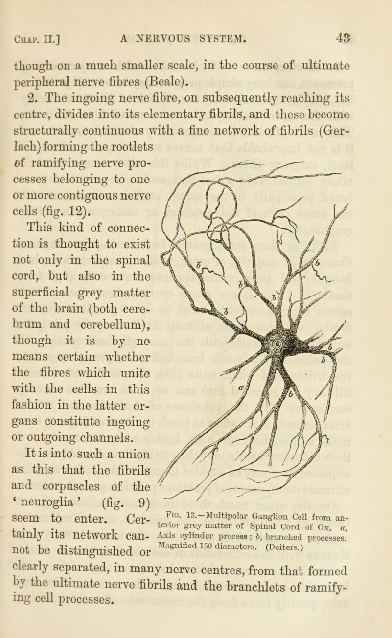 though on a much smaller scale, in the course of ultimate peripheral nerve fibres (Beale). 2. The ingoing nerve fibre, on subsequently reaching its centre, divides into its elementary fibrils, and these become structurally continuous with a fine network of fibrils (Ger- lach) forming the rootlets of ramifying nerve pro- cesses belonging to one or more contiguous nerve cells (fig. 12). This kind of connec- tion is thought to exist not only in the spinal cord, but also in the superficial grey matter of the brain (both cere- brum and cerebellum), though it is by no means certain whether the fibres which unite with the cells in this fashion in the latter or- gans constitute ingoing or outgoing channels. It is into such a union as this that the fibrils and corpuscles of the ‘ neuroglia ’ (fig. 9) seem to enter. Cer- Ganglion ceii from an- ... ’ terror grey matter of Spinal Cord of Ox. a, tamly its network can- cylinder process; b, branched processes. not be distinguished or ^i^^^ters. (Deiters.) clearly separated, in many nerve centres, from that formed by the ultimate nerve fibrils and the branchlets of ramify- ing cell processes.