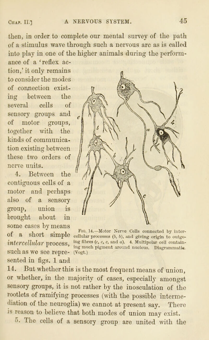 then, in order to complete our mental survey of the path of a stimulus wave through such a nervous arc as is called into play in one of the higher animals during the perform- ance of a ^reflex ac- tion,’ it only remains to consider the modes of connection exist- ing between the several cells of sensory groups and of motor groups, together with the kinds of communica- tion existing between these two orders of nerve units. 4. Between the contiguous cells of a motor and perhaps also of a sensory group, union is brought about in some cases by means o 1 .f * 1 Nerve Cells connected by inter- 01 a snort simple cellular processes (6, 6), and giving origin to outgo- iutCTCcllulciV process fibres (c, c, c, and a). 4. Multipolar cell contain- , ’ ing much pigment around nucleus. Diagrammatic. such as we see repre- (Vogt.) sented in figs. 1 and 14. But whether this is the most frequent means of union, or whether, in the majority of cases, especially amongst sensory groups, it is not rather by the inosculation of the rootlets of ramifying processes (with the possible interme- diation of the neuroglia) we cannot at present say. There is reason to believe that both modes of union may exist. 5. The cells of a sensory group are united with the