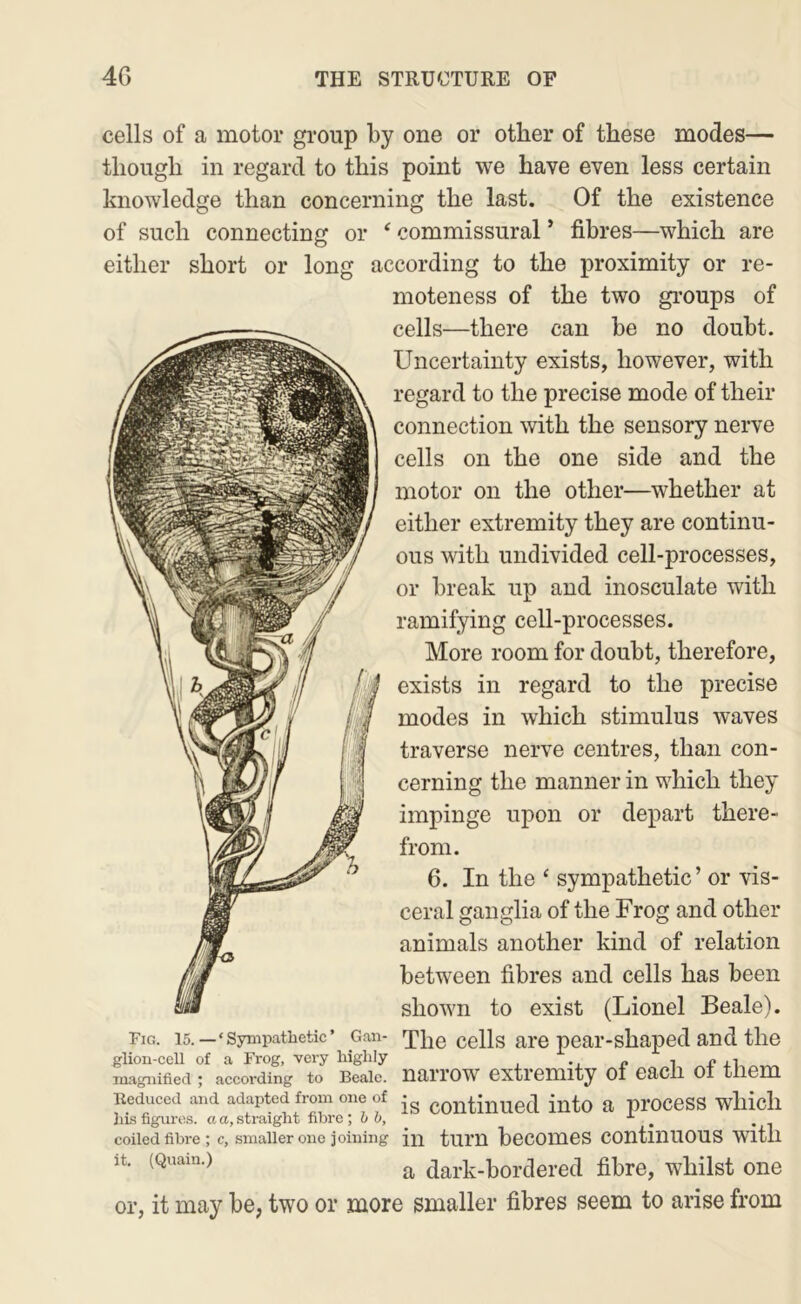 cells of a motor group by one or other of these modes— though in regard to this point we have even less certain knowledge than concerning the last. Of the existence of such connecting or * commissural * fibres—which are either short or long according to the proximity or re- moteness of the two groups of cells—there can be no doubt. Uncertainty exists, however, with regard to the precise mode of their connection with the sensory nerve cells on the one side and the motor on the other—whether at either extremity they are continu- ous with undivided cell-processes, or break up and inosculate with ramifying cell-processes. More room for doubt, therefore, exists in regard to the precise modes in which stimulus waves traverse nerve centres, than con- cerning the manner in which they impinge upon or depart there- from. 6. In the ‘ sympathetic’ or vis- ceral ganglia of the Frog and other animals another kind of relation between fibres and cells has been shown to exist (Lionel Beale). Fig. 15.—‘Sympathetic’ Gan- ’pjjg ^ells are pear-shaped and the glion-cell of a Frog, very highly .. „ , magnified ; according to Beale. nai’l’OW extieUllty 01 eacll 01 tliem Reduced and adapted from one of continued iuto a pi’OCeSS wllicll ills figuro.s. a a, straight fibre \ h b, ^ ^ coiled fibre ; c, smaller one joining in tum beCOlUeS COUtinUOUS With it. (Quain.) ^ dark-bordered fibre, whilst one or, it may be, two or more smaller fibres seem to arise from