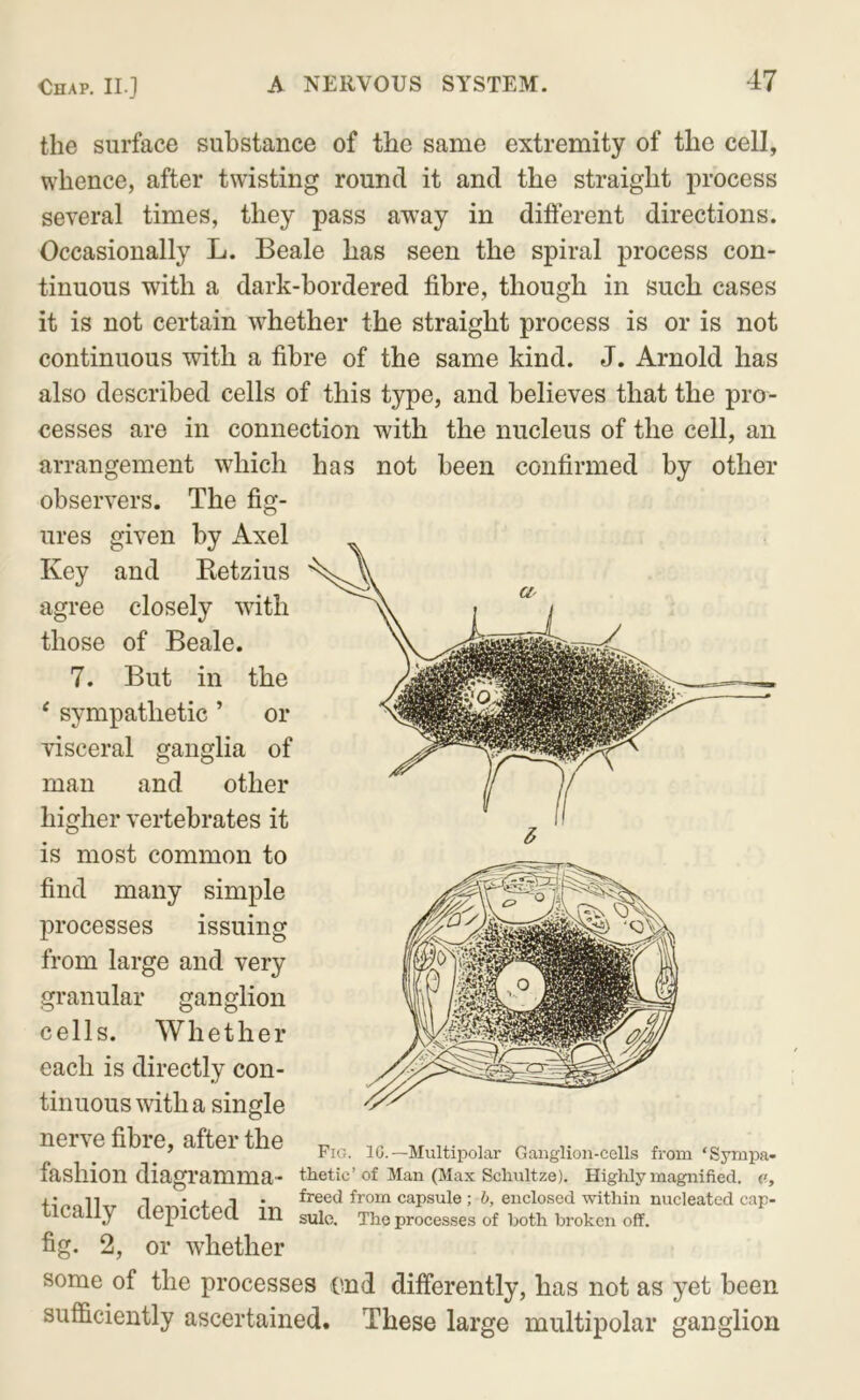 the surface substance of the same extremity of the cell, whence, after twisting round it and the straight process several times, they pass away in different directions. Occasionally L. Beale has seen the spiral process con- tinuous with a dark-bordered fibre, though in such cases it is not certain whether the straight process is or is not continuous with a fibre of the same kind. J. Arnold has also described cells of this type, and believes that the pra- cesses are in connection with the nucleus of the cell, an arrangement which has not been confirmed by other observers. The fig- ures given by Axel Key and Retzius agree closely with those of Beale. 7. But in the ‘ sympathetic ’ or visceral ganglia of man and other higher vertebrates it is most common to find many simple processes issuing from large and very granular ganglion cells. Whether each is directly con- tinuous with a single nerve fibre, after the ^ v ^ ^ Fig. 1G.—Multipolar Ganglion-cells from ^Syrnpa* fashion diagramma- thetic’of Man (Max Schiiltze), Highly magnified. i- n T • I 1 • freed from capsule; enclosed within nucleated cap- ICally depicted in sule. The processes of both broken off. fig. 2, or whether some of the processes end differently, has not as yet been sufficiently ascertained. These large multipolar ganglion