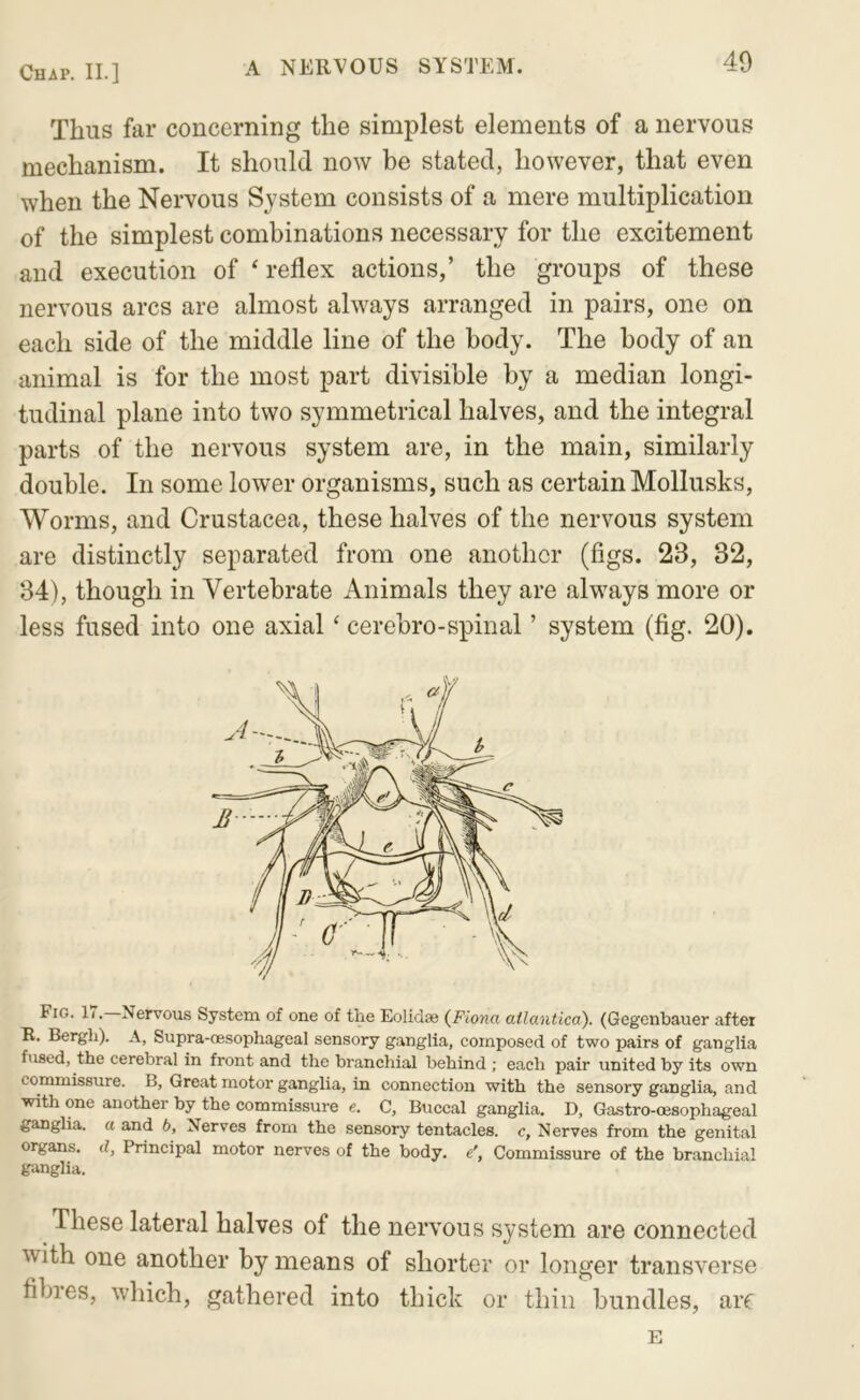 Thus far concerning the simplest elements of a nervous mechanism. It should now be stated, however, that even when the Nervous System consists of a mere multiplication of the simplest combinations necessary for the excitement and execution of ‘ reflex actions,’ the groups of these nervous arcs are almost always arranged in pairs, one on each side of the middle line of the body. The body of an animal is for the most part divisible by a median longi- tudinal plane into two symmetrical halves, and the integral parts of the nervous system are, in the main, similarly double. In some lower organisms, such as certain Mollusks, Worms, and Crustacea, these halves of the nervous system are distinctly separated from one another (figs. 23, 32, 34), though in Vertebrate Animals they are always more or less fused into one axial ‘ cerebro-spinal ’ system (fig. 20). Fig. 1(. Nervous System of one of the Eolidse {Fiona ailantica). (Gegenbauer after R. Bergli). A, Supra-cesophageal sensory ganglia, composed of two pairs of ganglia fused, the cerebral in front and the branchial behind; each pair united by its own commissure. B, Great motor ganglia, in connection with the sensory ganglia, and with one another by the commissure e. C, Buccal ganglia. D, Gastro-cesophageal ganglia, a and b. Nerves from the sensory tentacles, c, Nerves from the genital organs, d, Principal motor nerves of the body, e', Commissure of the branchial giuiglia. These lateral halves of the nervous system are connected with one another by means of shorter or longer transverse fibres, which, gathered into thick or thin bundles, arf E