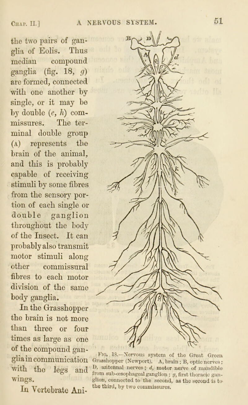 the two pairs of gan- glia of Eolis. Thus median compound ganglia (fig. 18, g) are formed, connected with one another by- single, or it may be by double (c, h) com- missures. The ter- minal double group (a) represents the brain of the animal, and this is probably capable of receiving stimuli by some fibres from the sensory por- tion of each single or double ganglion throughout the body of the Insect. It can probably also transmit motor stimuli along other commissural fibres to each motor division of the same body ganglia. In the Grasshopper the brain is not more than three or four times as large as one of the compound gan- glia in communication with the legs and wings. In Vertebrate Ani- Fig. is.—Nervous system of the Great Green Grasshopper (Newport). A, brain; B, optic nerves; D, antennal nerves; d, motor nerve of mandible from sub-cesophageal ganglion; ff, first thoracic gan- glion, connected to the second, as the second is to the third, by two commissures.