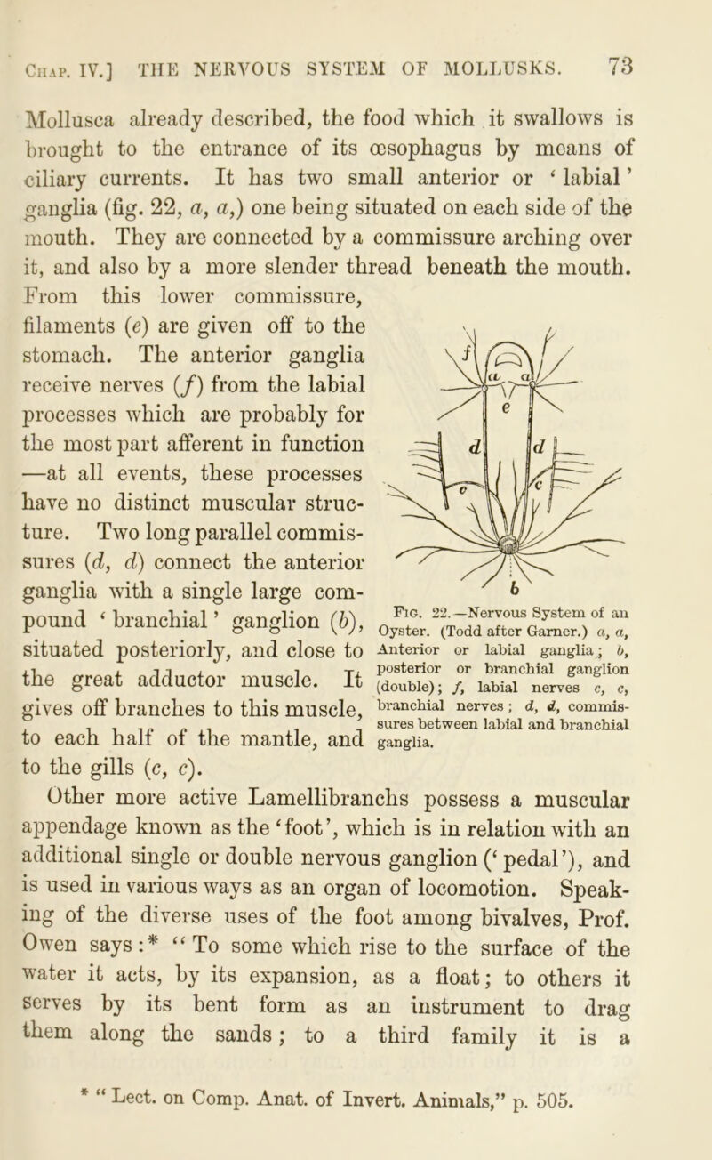 Mollusca already described, the food which it swallows is brought to the entrance of its oesophagus by means of ciliary currents. It has two small anterior or ‘ labial ’ ganglia (fig. 22, u, a,) one being situated on each side of the mouth. They are connected by a commissure arching over it, and also by a more slender thread beneath the mouth. From this lower commissure, filaments {e) are given off to the to the gills (c, c). Other more active Lamellibranchs possess a muscular appendage known as the ‘foot’, which is in relation with an additional single or double nervous ganglion (‘pedal’), and is used in various ways as an organ of locomotion. Speak- ing of the diverse uses of the foot among bivalves. Prof. Owen says:* “ To some which rise to the surface of the water it acts, by its expansion, as a float; to others it serves by its bent form as an instrument to drag them along the sands; to a third family it is a stomach. The anterior ganglia receive nerves (/) from the labial processes which are probably for the most part afferent in function —at all events, these processes have no distinct muscular struc- ture. Two long parallel commis- sures (d, d) connect the anterior ganglia with a single large com- 6 to each half of the mantle, and ganglia. sures between labial and branchial sures between labial and branchial * “ Lect. on Comp. Anat. of Invert. Animals,” p. 505.