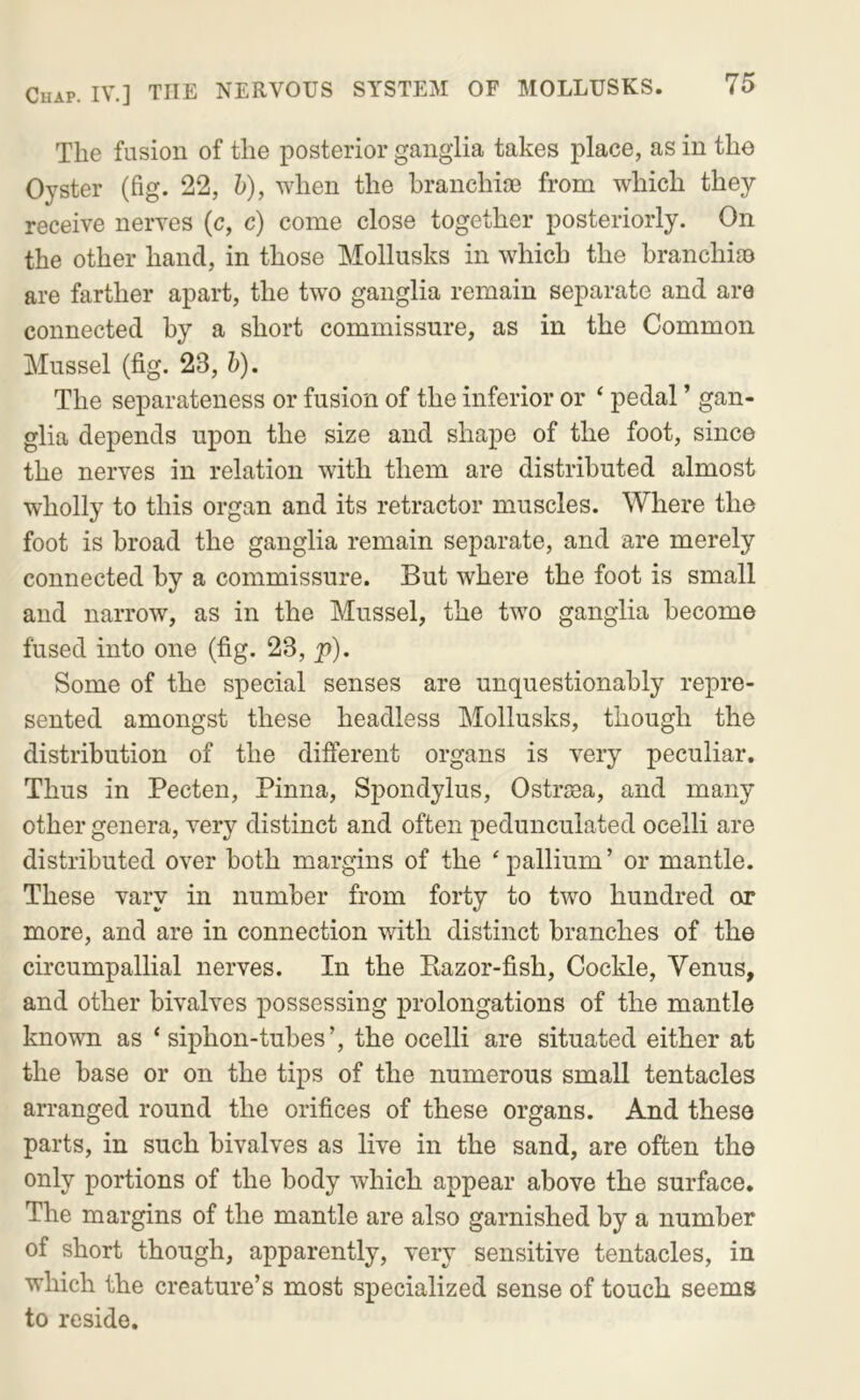 The fusion of the posterior ganglia takes place, as in the Oyster (fig. 22, h), when the branchife from which they receive nerves (c, c) come close together posteriorly. On the other hand, in those Mollusks in which the branchias are farther apart, the two ganglia remain separate and are connected by a short commissure, as in the Common Mussel (fig. 23, h). The separateness or fusion of the inferior or ‘ pedal ’ gan- glia depends upon the size and shape of the foot, since the nerves in relation with them are distributed almost wholly to this organ and its retractor muscles. Where the foot is broad the ganglia remain separate, and are merely connected by a commissure. But where the foot is small and narrow, as in the Mussel, the two ganglia become fused into one (fig. 23, y>). Some of the special senses are unquestionably repre- sented amongst these headless Mollusks, though the distribution of the different organs is very peculiar. Thus in Pecten, Pinna, Spondylus, Ostrsea, and many other genera, very distinct and often pedunculated ocelli are distributed over both margins of the ‘ pallium ’ or mantle. These vary in number from forty to two hundred or more, and are in connection with distinct branches of the circumpallial nerves. In the Kazor-fish, Cockle, Venus, and other bivalves possessing prolongations of the mantle known as ‘ siphon-tubes’, the ocelli are situated either at the base or on the tips of the numerous small tentacles arranged round the orifices of these organs. And these parts, in such bivalves as live in the sand, are often the only portions of the body which appear above the surface. The margins of the mantle are also garnished by a number of short though, apparently, very sensitive tentacles, in which the creature’s most specialized sense of touch seems to reside.