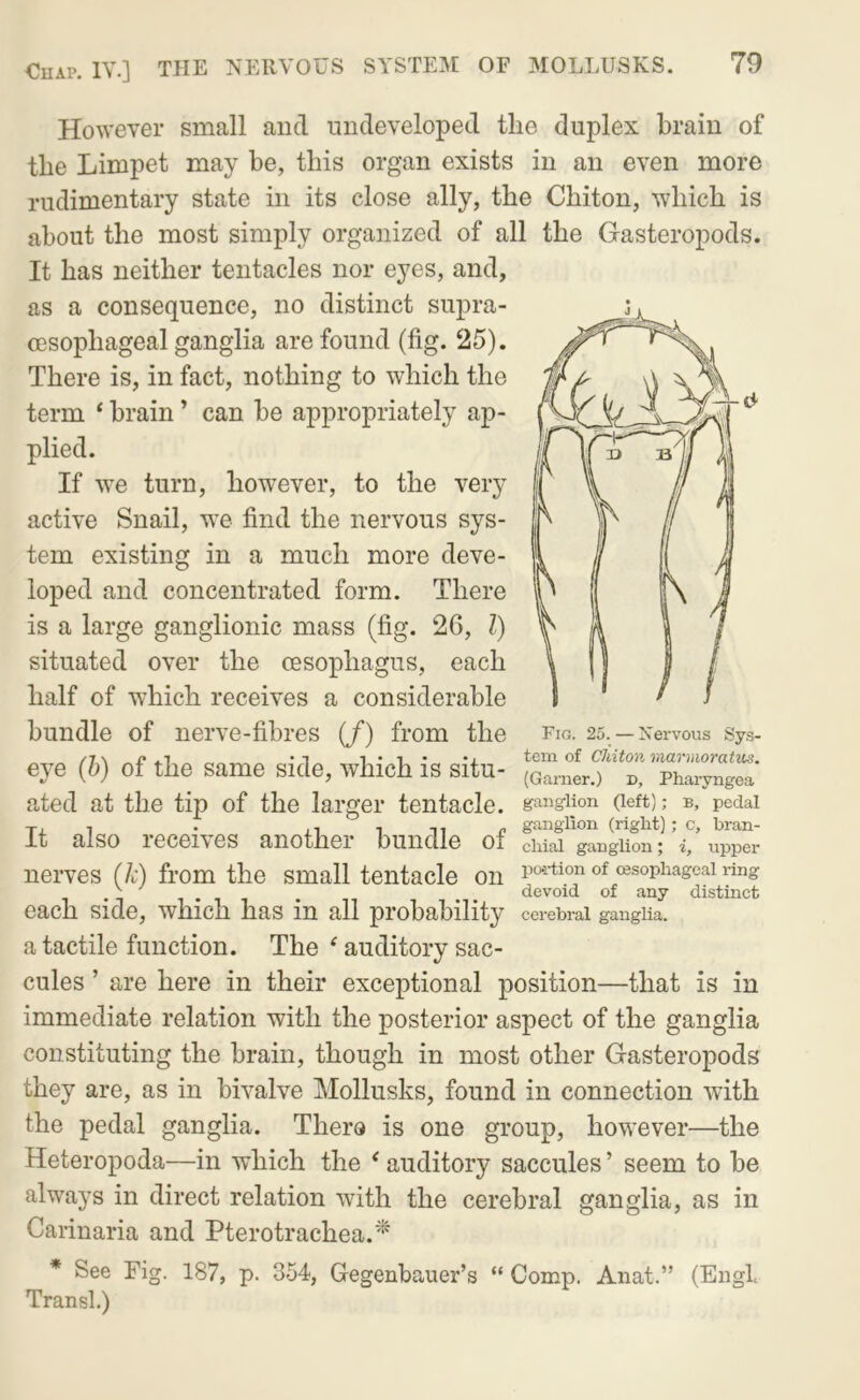 However small and undeveloped the duplex brain of the Limpet may be, this organ exists in an even more rudimentary state in its close ally, the Chiton, which is about the most simply organized of all the Gasteropods. It has neither tentacles nor eyes, and, as a consequence, no distinct supra- CESophageal ganglia are found (fig. 25). There is, in fact, nothing to which the term ‘ brain ’ can be appropriately ap- plied. If we turn, however, to the very active Snail, we find the nervous sys- tem existing in a much more deve- loped and concentrated form. There is a large ganglionic mass (fig. 26, 1) situated over the oesophagus, each half of which receives a considerable bundle of nerve-fibres (/) from the eye (b) of the same side, which is situ- ated at the tip of the larger tentacle. It also receives another bundle of nerves (k) from the small tentacle on each side, which has in all probability a tactile function. The ^ auditory sac- cules ’ are here in their exceptional position—that is in immediate relation with the posterior aspect of the ganglia constituting the brain, though in most other Gasteropods they are, as in bivalve Mollusks, found in connection with the pedal ganglia. Thero is one group, however—the Heteropoda—in which the ‘ auditory saccules ’ seem to be always in direct relation with the cerebral ganglia, as in Carinaria and Pterotrachea.^ * See Fig. 187, p. 354, Gegenbauer’s “ Comp. Anat.” (Engl Transl.) Fig. 25. — Nervous Sys- tem of Chiton uarmoratus. (Garner.) d, Pharyngea ganglion (left); B, pedal ganglion (right); c, bran- chial ganglion; i, upper po-rtion of oesophageal ring devoid of any distinct cerebral ganglia.