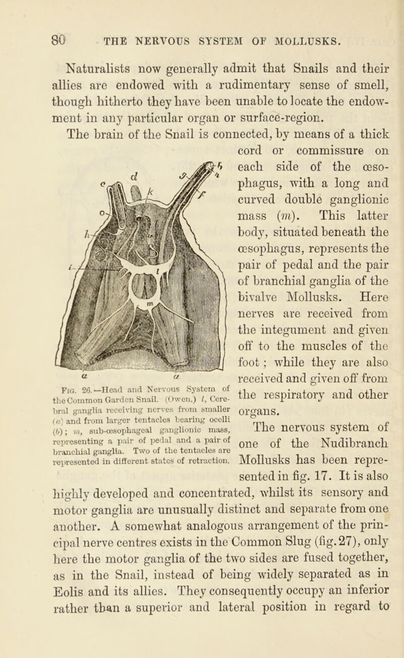 Naturalists now generally admit that Snails and their allies are endowed with a rudimentary sense of smell, though hitherto they have been unable to locate the endow- ment in any particular organ or surface-region. The brain of the Snail is connected, by means of a thick cord or commissure on each side of the ceso- phagus, with a long and curved double ganglionic mass (m). This latter body, situated beneath the oesophagus, represents the pair of pedal and the pair of branchial ganglia of the bivalve Mollusks. Here nerves are received from the integument and given off to the muscles of the foot; while they are also received and given off from the respiratory and other Fio. 26.—Head and Nervous System of the Common Garden Snail. (Owen.) /.Cere- bral ganglia receiving nerves from smaller («', and from larger tentacles bearing ocelli (b); rn, sub-oesopbageal ganglionic mass, representing a pair of pedal and a pair of branchial ganglia. Two of the tentacles are represented in different states of retraction. organs. The nervous system of one of the Nudibranch Mollusks has been repre- sented in fig. 17. It is also highly developed and concentrated, whilst its sensory and motor ganglia are unusually distinct and separate from one another. A somewhat analogous arrangement of the prin- cipal nerve centres exists in the Common Slug (fig. 27), only here the motor ganglia of the two sides are fused together, as in the Snail, instead of being widely separated as in Eolis and its allies. They consequently occupy an inferior rather than a superior and lateral position in regard to