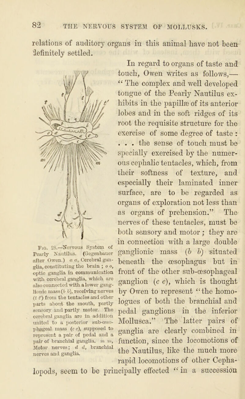 relations of auditory organs in tins animal have not been definitely settled. In regard to organs of taste and touch, Owen writes as follows,— The complex and well developed tongue of the Pearly Nautilus ex- hibits in the papillae of its anterior lobes and in the soft ridges of its root the requisite structure for the exercise of some degree of taste : . . . the sense of touch must be specially exercised by the numer- ous cephalic tentacles, which, from their softness of texture, and especially their laminated inner surface, are to be regarded as organs of exploration not less than as organs of prehension.” The nerves of these tentacles, must be both sensory and motor ; they are in connection with a large double Pearly Nautilus. (Gegenbauer gangllOlllC lUaSS (6 b) Situated after Owen.) a a. Cerebral gan- ])eneath the OGSOphagUS but in glia, constituting the brain -oo, , r, .t i optic ganglia in communication irOllt Ot the Otliei’ SUb-(ESOpliageal ganglion (c c), wliicli is thought lionic mass (6 receiving nerves by Oweil tO represent ‘‘the homo- (t t') from the tentacles and other , piiiji i ^ parts about the mouth, partly logues of both the branchial and sensory and partly motor. The pedal gaiiglioiis in the inferior cerebral ganglia arc in addition ^ „ mi i .. • o united to a posterior sub-ceso- JMollUSCa. Ihe latter pail’S 01 phageal mass (c c), supposed to „anglia are clearly combined in represent a pair of pedal and a o o ^ ^ pair of branchial ganglia, m m, functioil, siuCG the loCOmotionS of the Nautilus, like the much more rapid locomotions of other Cepha- lopods, seem to be principally effected “in a succession