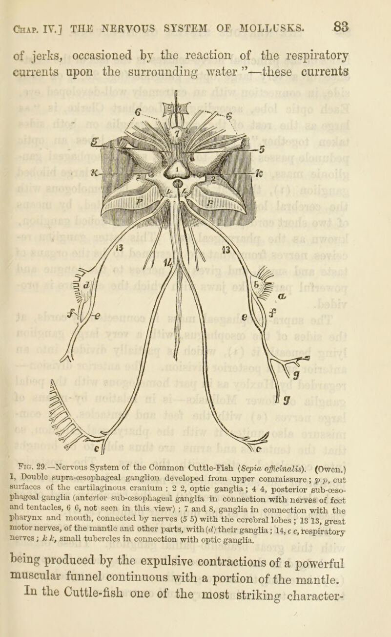 of jerks, occasioned by the reaction of tlie respiratory currents upon the surrounding water ”—these currents Fig. 29.—Nervous System of the Common Cuttle-Fish [Sepia officinalis). (Owen.) 1, Double supra-oesophageal ganglion developed from upper commissure; p p, cut surfaces of the cartilaginous cranium ; 2 2, optic ganglia; 4 4, posterior sub-oeso- phageal ganglia (anterior sub-cesophageal ganglia in connection with nerves of feet and tentacles, C C, not seen in this \dew) ; 7 and 8, ganglia in connection with the pharynx and mouth, connected by nerves (5 5) with the cerebral lobes ; 13 13, great motor neiwes, of the mantle and other parts, with [d) their ganglia; 14, c c, respiratory- nerves ; k k, small tubercles in connection with optic ganglia. being produced by the expulsive contractions of a powerful muscular funnel continuous with a portion of the mantle. In the Cuttle-fish one of the most striking character-