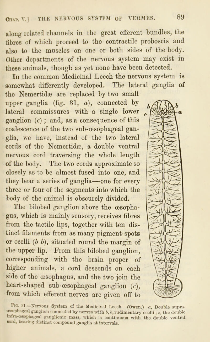 8y along related channels in the great efferent bundles, the fibres of which proceed to the contractile proboscis and also to the muscles on one or both sides of the body. Other departments of the nervous system may exist in these animals, though as yet none have been detected. In the common Medicinal Leech the nervous system is somewhat differently developed. The lateral ganglia of the NemertidsB are replaced by two small upper ganglia (fig. 31, a), connected by lateral commissures with a single lower ^ ganglion (c); and, as a consequence of this coalescence of the two sub-oesophageal gan- glia, we have, instead of the two lateral cords of the Nemertidge, a double ventral nervous cord traversing the whole length of the body. The two cords approximate so closely as to be almost fused into one, and they bear a series of ganglia—one for every three or four of the segments into which the bodj- of the animal is obscurely divided. The bilobed ganglion above the oesopha- gus, which is mainly sensory, receives fibres from the tactile lips, together with ten dis- tinct filaments from as many pigment-spots or ocelli {b b), situated round the margin of the upper lip. From this bilobed ganglion, corresponding wdth the brain proper of higher animals, a cord descends on each side of the oesophagus, and the two join the heart-shaped sub-oesophageal ganglion (c), from which efferent nerves are given off to Fig. 31.—Nervous System of the Medicinal Leech. (Owen.) a, Double supra- ^sophageal ganglion connected by nerves with b, b, rudimentary ocelli; c, the double infra-cesophageal ganglionic mass, which is continuous with the double ventral eord, bearing distinct compound ganglia at intervals.