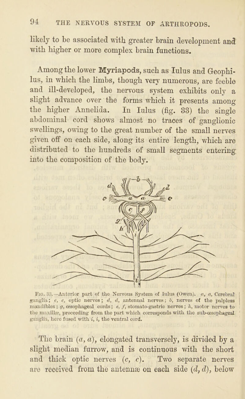 likely to be associated with greater brain development and with higher or more complex brain functions. Among the lower Myriapods, such as lulus and Geophi- lus, in which the limbs, though very numerous, are feeble and ill-developed, the nervous system exhibits only a slight advance over the forms which it presents among the higher Annelida. In lulus (fig. 33) the single abdominal cord shows almost no traces of ganglionic swellings, owing to the great number of the small nerves given off on each side, along its entire length, which are distributed to the hundreds of small segments entering into the composition of the body. Fig. 33.—Anterior part of the Nervous System of lulus (Owen), o, a. Cerebral ! ganglia; c, c, optic nerves; d, d, antennal nerves; b, nerves of the palpless mandibles ; g, oesophageal cords; e, f, stomato-gastric nerves; li, motor nerves to the maxilla?, proceeding from the part which corresponds with the sub-oesophageal ganglia, here fused with i, i, the ventral cord. The brain (a, a), elongated transversely, is divided by a slight median furrow, and is continuous with the short and thick optic nerves (c, c). Two separate nerves are received from the aiitennse on each side {d, d), below