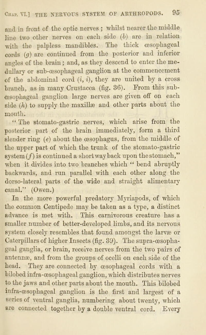 and in front of llic optic nerves ; whilst nearer the middle line two other nerves on each side (b) are in relation with the palpless mandibles. The thick oesophageal cords (g) are continued from the posterior and inferior angles of the brain; and, as they descend to enter the me- dullary or sub-oesophageal ganglion at the commencement of the abdominal cord {i, i), they are united by a cross branch, as in many Crustacea (fig. 36). From this sub- oesophageal ganglion large nerves are given off on each side {h) to supply the maxillte and other parts about the mouth. “ The stomato-gastric nerves, which arise from the posterior part of the brain immediately, form a third slender ring (e) about the oesophagus, from the middle of the upper part of which the trunk of the stomato-gastric system (/) is continued a short way back upon the stomach,” when it divides into two branches which “ bend abruptly backwards, and run parallel with each other along the dorso-lateral parts of the wide and straight alimentary canal.” (Owen.) In the more powerful predatory Myriapods, of which the common Centipede may be taken as a type, a distinct advance is met with. This carnivorous creature has a smaller number of better-developed limbs, and its nervous system closely resembles that found amongst the larvEe or Caterpillars of higher Insects (fig. 39). The supra-oesopha- geal ganglia, or brain, receive nerves from the two pairs of antennae, and from the groups of ocelli on each side of the head. They are connected by oesophageal cords with a bilobed infra-oesophageal ganglion, which distributes nerves to the jaws and other parts about the mouth. This bilobed infra-oesophageal ganglion is the first and largest of a series of ventral ganglia, numbering about twenty, which are connected together by a double ventral cord. Every