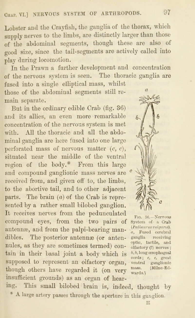 a Lobster and the Crayfish, the ganglia of the thorax, which supply nerves to the limbs, are distinctly larger than those of the abdominal segments, though these are also of good size, since the tail-segments are actively called into play during locomotion. In the Prawn a further development and concentration of the nervous system is seen. The thoracic ganglia are fused into a single elliptical mass, whilst those of the abdominal segments still re- main separate. But in the ordinary edible Crab (fig. 36) and its allies, an even more remarkable concentration of the nervous system is met with. All the thoracic and all the abdo- minal ganglia are here fused into one large perforated mass of nervous matter (c, c), situated near the middle of the ventral region of the body.* From this large and compound ganglionic mass nerves are received from, and given oft' to, the limbs, to the abortive tail, and to other adjacent parts. The brain (u) of the Crab is repre- sented by a rather small bilobed ganglion. It receives nerves from the pedunculated Fig. 36.—Nervous compound eyes, from the two pairs of System of a Crab antennae, and from the palpi-bearing man- dibles. The posterior antennae (or anten- ganglia receiving nules, as they are sometimes termed) con- olfactory (?) nerves; tain in their basal joint a body which is long oesophageal cords; c, c, great supposed to represent an olfactory organ, ventral ganglionic though others have regarded it (on very “^rds^ (MUne-Ed- insufficient grounds) as an organ of hear- ing. This small bilobed brain is, indeed, thought by * A large artery passes through the aperture in this ganglion. H