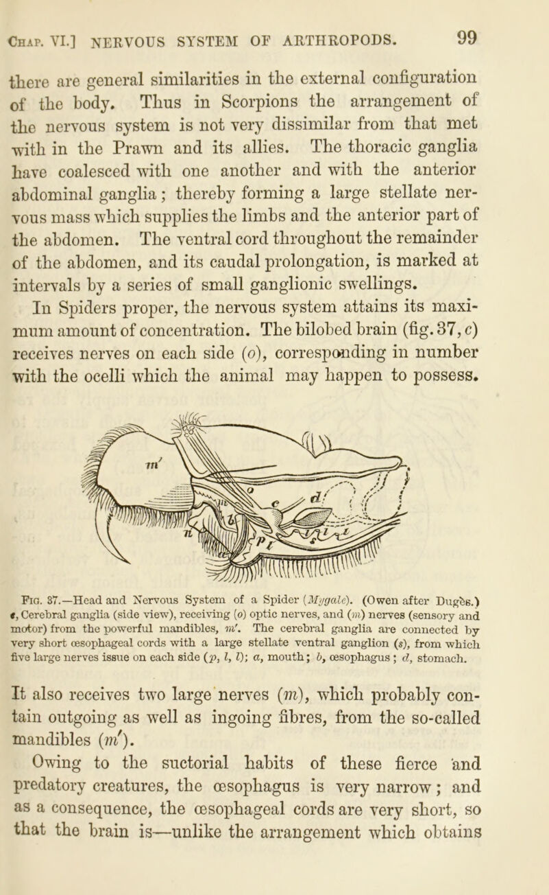 there are general similarities in the external configuration of the body. Thus in Scorpions the arrangement of the nervous system is not very dissimilar from that met ■v\dth in the Prawn and its allies. The thoracic ganglia have coalesced with one another and with the anterior abdominal ganglia; thereby forming a large stellate ner- vous mass which supplies the limbs and the anterior part of the abdomen. The ventral cord throughout the remainder of the abdomen, and its caudal prolongation, is marked at intervals by a series of small ganglionic swellings. In Spiders proper, the nervous system attains its maxi- mum amount of concentration. The bilobed brain (fig. 37, c) receives nerves on each side (o), corresponding in number with the ocelli which the animal may happen to possess. Fia. 37.—Head and Nervous System of a Spider [Mygcde). (Owen after Dugbs.) *, Cerebral ganglia (side view), receiving (o) optic nerves, and (ui) nerves (sensory and motor) from the powerful mandibles, m'. The cerebral ganglia are connected by very short oesophageal cords with a large stellate ventral ganglion (s), from which five large nerves issue on each side (p, I, 1); a, mouth; b, oesophagus ; d, stomach. It also receives two large nerves (m), which probably con- tain outgoing as well as ingoing fibres, from the so-called mandibles {m'). Owing to the suctorial habits of these fierce and predatory creatures, the oesophagus is very narrow; and as a consequence, the oesophageal cords are very short, so that the brain is—unlike the arrangement which obtains