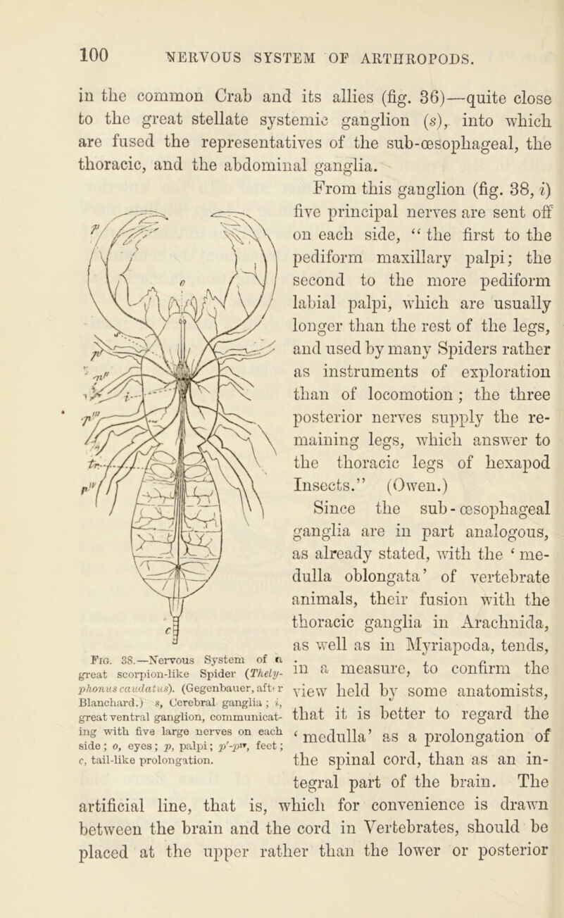 in the common Crab and its allies (fig. 36)—quite close to the great stellate systemic ganglion (s), into which are fused the representatives of the sub-oesophageal, the thoracic, and the abdominal ganglia. From this ganglion (fig. 38, i) five principal nerves are sent off on each side, “ the first to the pediform maxillary palpi; the second to the more pediform labial palpi, which are usually longer than the rest of the legs, and used by many Spiders rather as instruments of exploration than of locomotion ; the three posterior nerves supply the re- maining legs, which answer to the thoracic legs of hexapod Insects.” (Owen.) Since the sub - oesophageal ganglia are in part analogous, as already stated, with the ‘ me- dulla oblongata ’ of vertebrate animals, their fusion with the thoracic ganglia in Arachnida, as well as in Mju’iapoda, tends. Fig. 38.—Nervous System of . , n great scorpion-like Spider (Thehj- - meaSUrO, tO COnfilin the phonuscaudatus). (Gegenbauer,aft»r yieW held bv SOme anatomistS, Blanchard.) «, Cerebral ganglia; i, 4. great ventral ganglion, communicat- that it IS better tO regard. tllO ing with five large nerves on each ^ nicdulla’ aS a prolongation of side; 0, eyes; p, palpi; p -p, feet; ° c, tail-like prolongation. the spiiial coi’d, than as an in- tegral part of the brain. The artificial line, that is, which for convenience is drawn between the brain and the cord in Vertebrates, should be placed at the upper rather than the lower or posterior