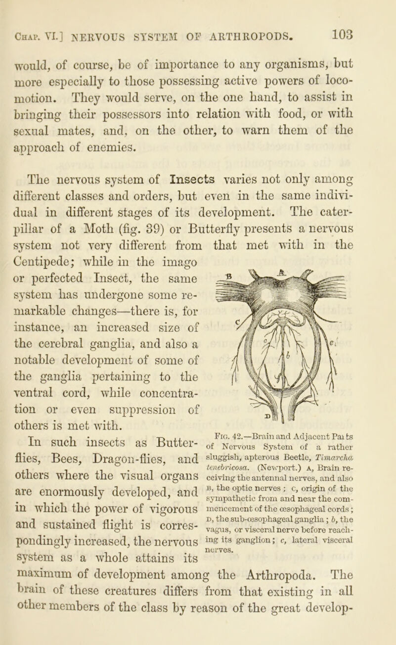 would, of course, be of importance to any organisms, but more especially to those possessing active powers of loco- motion. They would serve, on the one hand, to assist in bringing their possessors into relation with food, or with sexual mates, and, on the other, to warn them of the approach of enemies. The nervous system of Insects varies not only among different classes and orders, but even in the same indivi- dual in different stages of its development. The cater- pillar of a Moth (fig. 39) or Butterfly presents a nervous system not very different from that met with in the Centipede; while in the imago or perfected Insect, the same system has undergone some re- markable changes—there is, for instance, an increased size of the cerebral ganglia, and also a notable development of some of the ganglia pertaining to the ventral cord, while concentra- tion or even suppiession of others is met with. 1 • ; -rj jj Fig. 42.—Brain and Adjacent Paibs in SUCil lllSGCtS as Buttci- Nervous System of a rather flies. Bees, Dragon-flies, and sluggish, apterous Beetle, Tlmarclia , 1-1 tenebricosa. (Newport.) a. Brain re- OtherS where the visual organs ceivmg the antennal nerves, and also are enormously developed, and <^^^^»p<^ic°erves; c, ongmof the in which the power of vigorous mencement of the oesophageal cords; I* iii-ii- D, the suh-oesophageal ganglia; 6, the and sustained flight is corres- vagus, orvisceralnervebefore reach- pondingly increased, the nervous “g its ganglion; c, lateral visceral . . nerves. system as a whole attains its maximum of development among the Arthropoda. The brain of these creatures differs from that existing in all other members of the class by reason of the great develop-