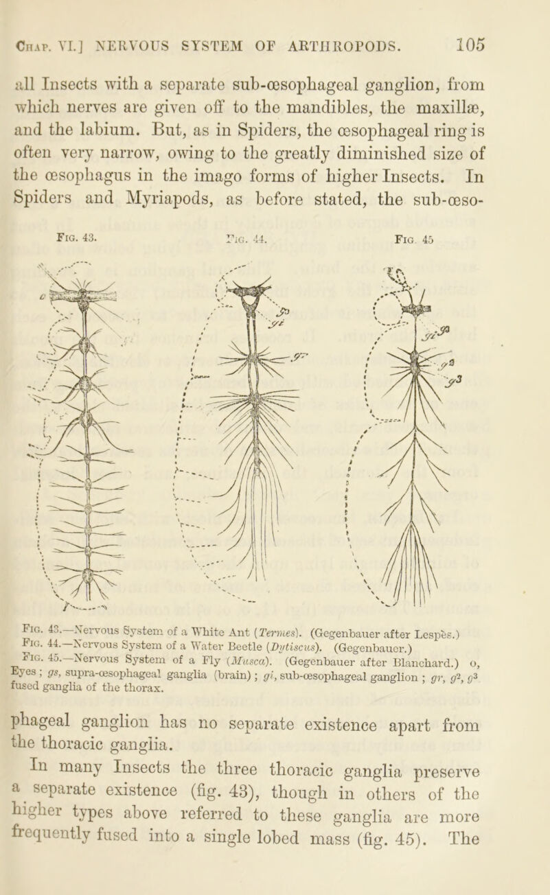 iill Insects with a separate sub-oesophageal ganglion, from which nerves are given off to the mandibles, the maxilljB, and the labium. But, as in Spiders, the oesophageal ring is often very narrow, o^ving to the greatly diminished size of the oesophagus in the imago forms of higher Insects. In Spiders and Myriapods, as before stated, the sub-oeso- Fig. 43.—Nervous System of a White Ant [Termes). (Gegenbauer after Lcspes.) Fig. 44.—Nervous System of a Water Beetle [Bytiscus). (Gegenhaucr.) i?iG. 45.—Nervous System of a Fly (il/asca). (Gegenbauer after Blanchard.) o. Eyes ; gg, supra-oesophageal ganglia (brain); gi, sub-cesophageal ganglion ; gr, g’^, fused ganglia of the thorax. pliageal ganglion has no separate existence apart from the thoracic ganglia. In many Insects the three thoracic ganglia preserve a separate existence (fig. 43), though in others of the higher types above referred to these ganglia are more frequently fused into a single lobed mass (fig. 45). The iG. 44. Fig. 45 Fig. 43.