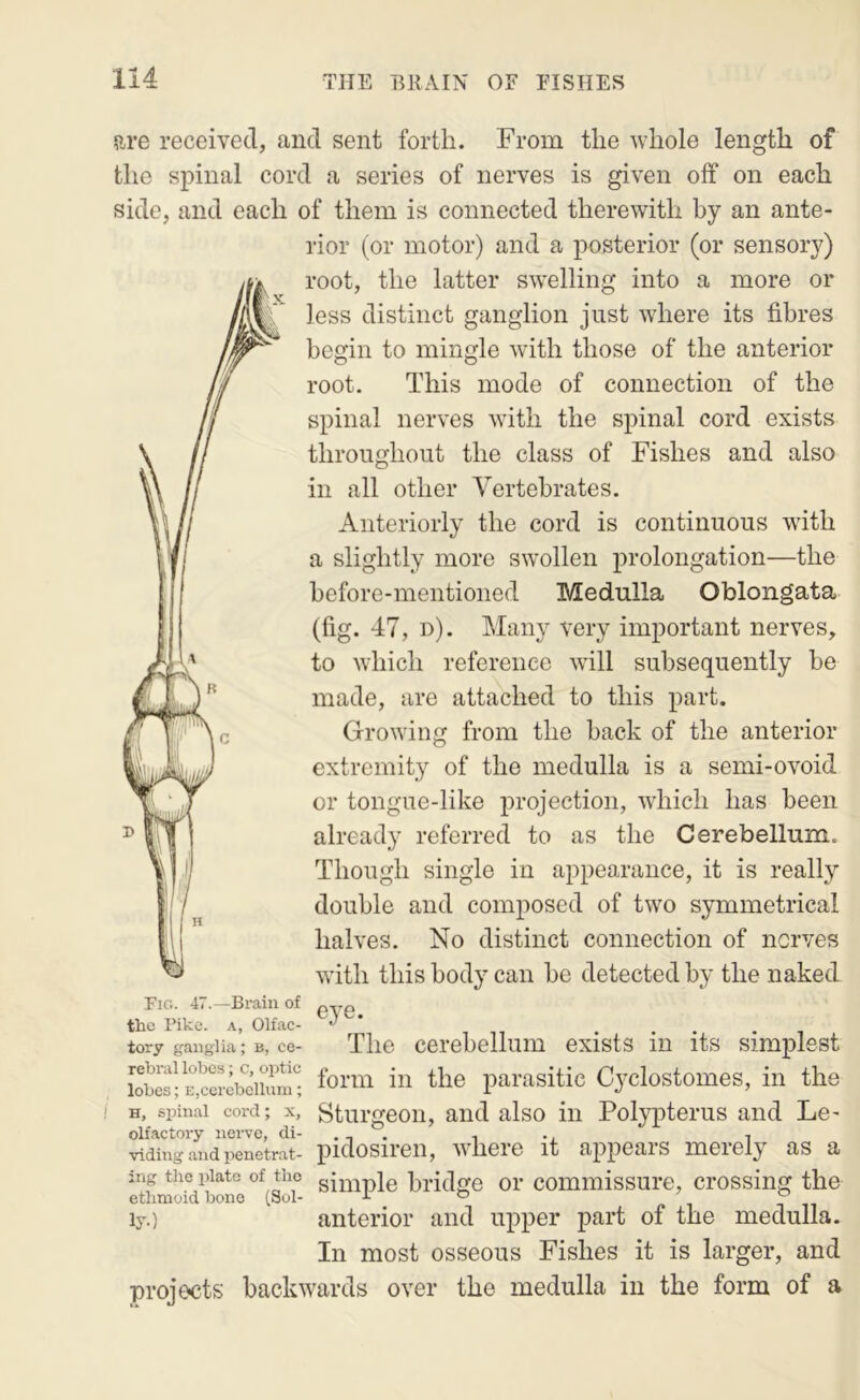 are received, and sent forth. From the whole length of the spinal cord a series of nerves is given off on each side, and each of them is connected therewith by an ante- rior (or motor) and a posterior (or sensory) root, the latter swelling into a more or less distinct ganglion just where its fibres begin to mingle with those of the anterior root. This mode of connection of the spinal nerves with the spinal cord exists throughout the class of Fishes and also in all other Vertebrates. Anteriorly the cord is continuous with a slightly more swollen prolongation—the before-mentioned Medulla Oblongata (fig. 47, d). Many very important nerves, to which reference will subsequently be made, are attached to this part. Growing from the back of the anterior extremity of the medulla is a semi-ovoid or tongue-like projection, which has been already referred to as the Cerebellum. Though single in appearance, it is really double and composed of two symmetrical halves. No distinct connection of nerves with this body can be detected by the naked eye. The cerebellum exists in its simplest form in the parasitic Cyclostomes, in the Sturgeon, and also in Polypterus and Le- pidosiren, where it appears merely as a ing the plate of the bricle or commissure, crossing the p.tliTnmri hone (Sul- i o ^ anterior and upper part of the medulla. In most osseous Fishes it is larger, and projects backwards over the medulla in the form of a Fig. 47.—Brain of the Pike, a, Olfac- tory ganglia; b, ce- rebral lobes; c, optic lobes; e,cerebellum; H, spinal cord; x, olfactory nei-vo, di- viding and penetrat- ing the plate ethmoid bone ly-)