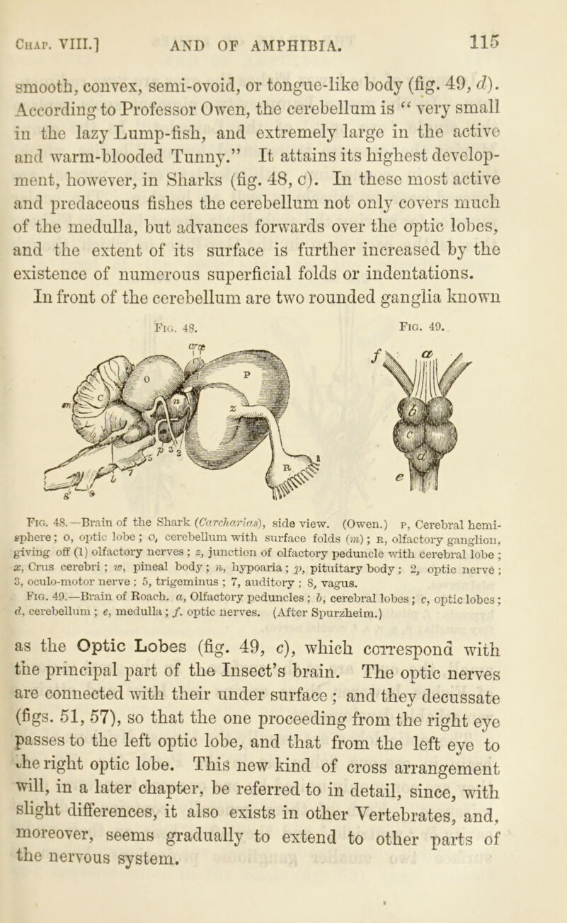 smooth, convex, semi-ovoid, or tongue-like body (fig. 49, d). According to Professor Owen, the cerebellum is “ very small in the lazy Lump-fish, and extremely large in the active and warm-blooded Tunny.” It attains its highest develop- ment, however, in Sharks (fig. 48, c). In these most active and predaceous fishes the cerebellum not only covers much of the medulla, but advances forwards over the optic lobes, and the extent of its surface is further increased by the existence of numerous superficial folds or indentations. In front of the cerebellum are two rounded ganglia known Fig. 43. Fig. 49. Fig. 48.—Brain of the Shark (CfiTC/iarzVs), side view. (Owen.) p, Cerebral hemi- sphere ; o, optic lobe ; o, cerebellum with surface folds (m); r, olfactory ganglion, giving off (1) olfactory nerves; s, junction of olfactory peduncle with cerebral lobe ; X, Crus cerebri; w, pineal body; n, hypoaria; lo, pituitary body; 2, optic nerve ; 3, oculo-motor nerve ; 5, trigeminus ; 7, auditory ; 8, vagus. Fig. 49.—Brain of Roach, a, Olfactory peduncles; 6, cerebral lobes; c, optic lobes; d, cerebellum ; e, medulla; /. optic nerves. (After Spurzheim.) as the Optic Lobes (fig. 49, c), which coiTespond with the principal part of the Insect’s brain. The optic nerves are connected with their under surface ; and they decussate (figs. 51, 57), so that the one proceeding from the right eye passes to the left optic lobe, and that from the left eye to vhe right optic lobe. This new kind of cross arrangement will, in a later chapter, be referred to in detail, since, with slight differences, it also exists in other Vertebrates, and, moreover, seems gradually to extend to other parts of the nervous system.