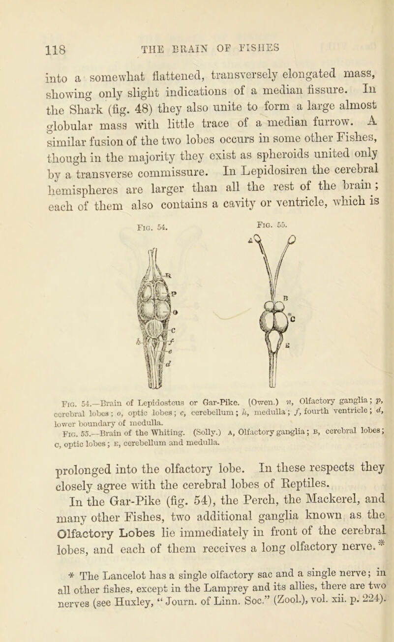 into a somewhat flattened, transversely elongated mass, showing only slight indications of a median fissure. In the Shark (fig. 48) they also unite to form a large almost globular mass wfith little trace of a median furrow. A similar fusion of the two lobes occurs in some other Fishes, though in the majority they exist as spheroids united only by a transverse commissure. In Lepidosiren the cerebral hemispheres are larger than all the rest of the brain, each of them also contains a cavity or ventricle, which is Fig. 54, Eig. 55. Fig. 54.—Brain of Lepidosteus or Gar-Pike. (Owen.) ii, Olfactory ganglia; p, cerebral lolxs ; o, optic lobes; c, cerebellum ; h, medulla; /, fourth ventricle; d, lower boundary of medulla. Fig. 55.—Brain of the Whiting. (Solly.) a. Olfactory ganglia; b, cerebral lobes; c, optic lobes; e, cerebellum and medulla. prolonged into the olfactory lobe. In these respects they closely agi’ee with the cerebral lobes of Keptiles. In the Gar-Pike (fig. 54), the Perch, the Mackerel, and many other Fishes, two additional ganglia known as the Olfactory Lobes lie immediately in front of the cerebral lobes, and each of them receives a long olfactory nerve. * The Lancelot has a single olfactory sac and a single nerve; in all other fishes, except in the Lamprey and its allies, there are two nerves (see Huxley, “ Journ. of Linn. Soc.” (ZooL), vol. xii. p. 224).