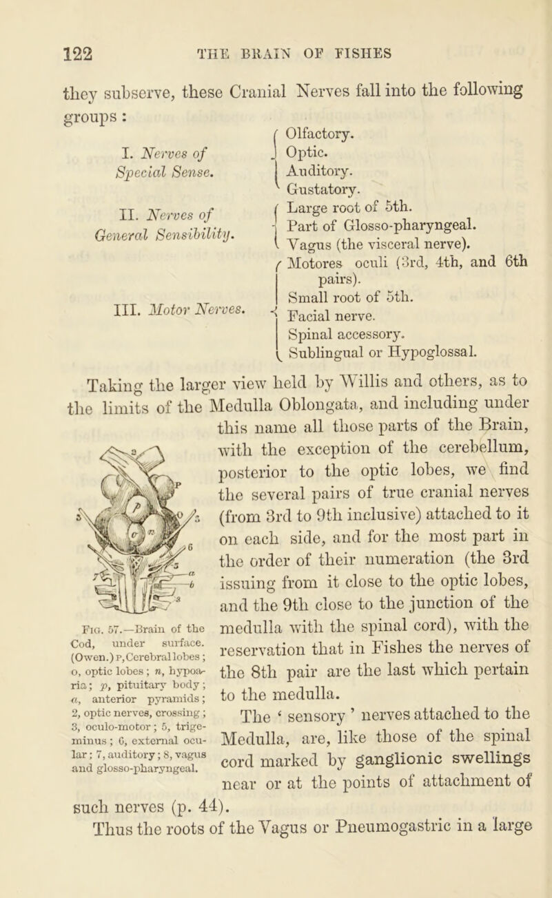 I. Nerves of Special Sense. II. Nerves of General Sensibility. III. Motor Nei'ves. they subserve, these Cranial Nerves fall into the following groups : Olfactory. Optic. Auditory. Gustatory. I Large root of 5th. - Part of Glosso-pharyngeal. i Vagus (the visceral nerve). f Motores oculi (3rd, 4th, and 6th pairs). Small root of 5th. Facial nerve. Spinal accessory. Sublingual or Hypoglossal. Taking the larger view held by AMllis and others, as to the limits of the Medulla Oblongata, and including under this name all those parts of the Brain, with the exception of the cerebellum, posterior to the optic lobes, we find the several pairs of true cranial nerves (from 3rd to 9th inclusive) attached to it on each side, and for the most part in the order of their numeration (the 3rd issuing from it close to the optic lobes, and the 9th close to the junction of the medulla with the spinal cord), with the reservation that in Fishes the nerves of the 8th pair are the last which pertain to the medulla. The ‘ sensory ’ nerves attached to the Medulla, are, like those of the spinal cord marked by ganglionic swellings near or at the points of attachment of such nerves (p. 44). Thus the roots of the Vagus or Pneumogastric in a large Fici. 57.—Brain of the Cod, under .surface. (Owen.)p,Cerebrallobes; o, optic lobes ; n, hypoiv ria; p, pituitary body; «, anterior pyramids; 2, optic nerves, crossing; 3, oculo-motor; 5, trige- minus ; G, external ocu- lar : 7, auditory; 8, v.agus and glosso-pharyngeal.