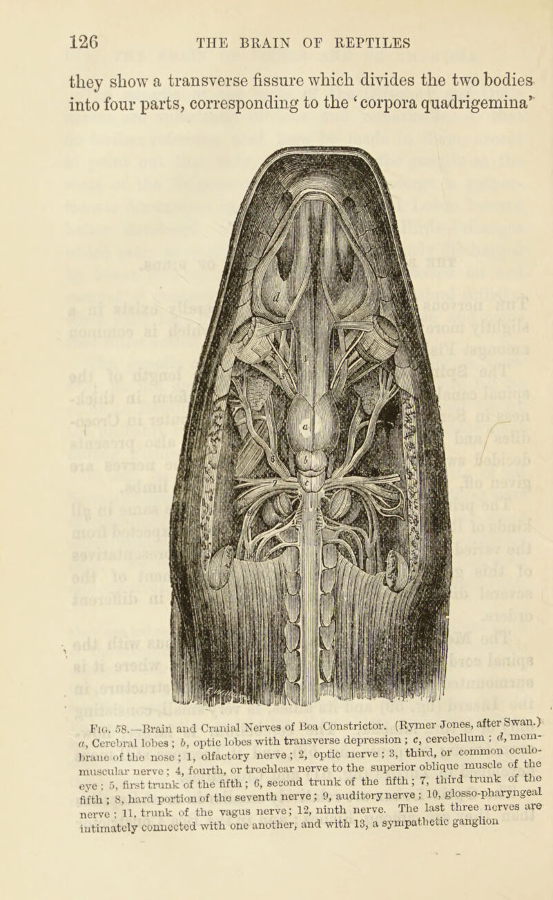 they show a transverse fissure which divides the two bodies into four parts, corresponding to the ‘ corpora quadrigemina’ Fui. .TS.—Brain and Cranial Nerves of Boa Constrictor. (Rymer Jones, after Swan.) «, Cerebral lolies ; b, optic lobes with transverse depression ; c, cerebellum : d, mcm- Imuieoftho no.se; 1, olfactory nerve; 2, optic nerve; 3, third, or common oculo- muscubu- nerve ; 4, fourth, or trochlear nerve to the superior oblique muscle ot the eye ; 5, fir.st trunk of the fifth ; C, second trunk of the fifth ; 7, third trunk of tho fifth ; 8, hard portion of tho seventh nerve; <), auditory nerve ; 10, glosso-pharyngeal nerve ; 11, trunk of the vagus nerve; 12, ninth nerve. The last three nerves are intimately connected with one another, and with 13, a sympathetic ganglion