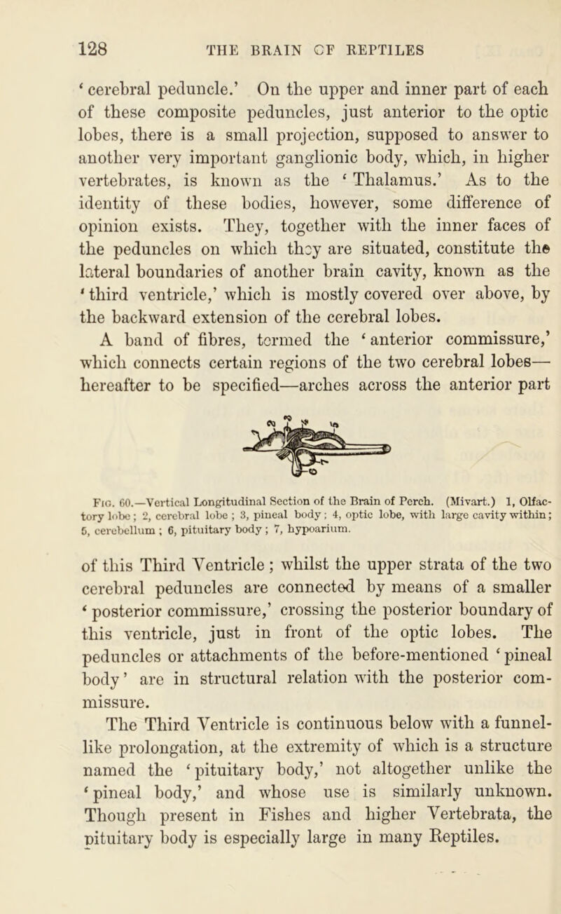 ‘ cerebral peduncle.’ On the upper and inner part of each of these composite peduncles, just anterior to the optic lobes, there is a small projection, supposed to answer to another very important ganglionic body, which, in higher vertebrates, is known as the ‘ Thalamus.’ As to the identity of these bodies, however, some difference of opinion exists. They, together with the inner faces of the peduncles on which thoy are situated, constitute the lateral boundaries of another brain cavity, known as the ‘ third ventricle,’ which is mostly covered over above, by the backward extension of the cerebral lobes. A band of fibres, termed the ‘ anterior commissure,’ which connects certain regions of the two cerebral lobes— hereafter to be specified—arches across the anterior part Fig. 60.—Vertical Longitudinal Section of the Brain of Perch. (Mivart.) 1, Olfac- tory lobe; 2, cerebral lobe ; 3, pineal body; 4, optic lobe, with large cavity within; 6, cerebellum ; 6, pituitary body; 7, hypoarium. of this Third Ventricle ; whilst the upper strata of the two cerebral peduncles are connected by means of a smaller ‘ posterior commissure,’ crossing the posterior boundary of this ventricle, just in front of the optic lobes. The peduncles or attachments of the before-mentioned ‘ pineal body ’ are in structural relation wdth the posterior com- missure. The Third Ventricle is continuous below with a funnel- like prolongation, at the extremity of which is a structure named the ‘ pituitary body,’ not altogether unlike the ‘ pineal body,’ and whose use is similarly unknown. Though present in Fishes and higher Vertebrata, the nituitary body is especially large in many Reptiles.